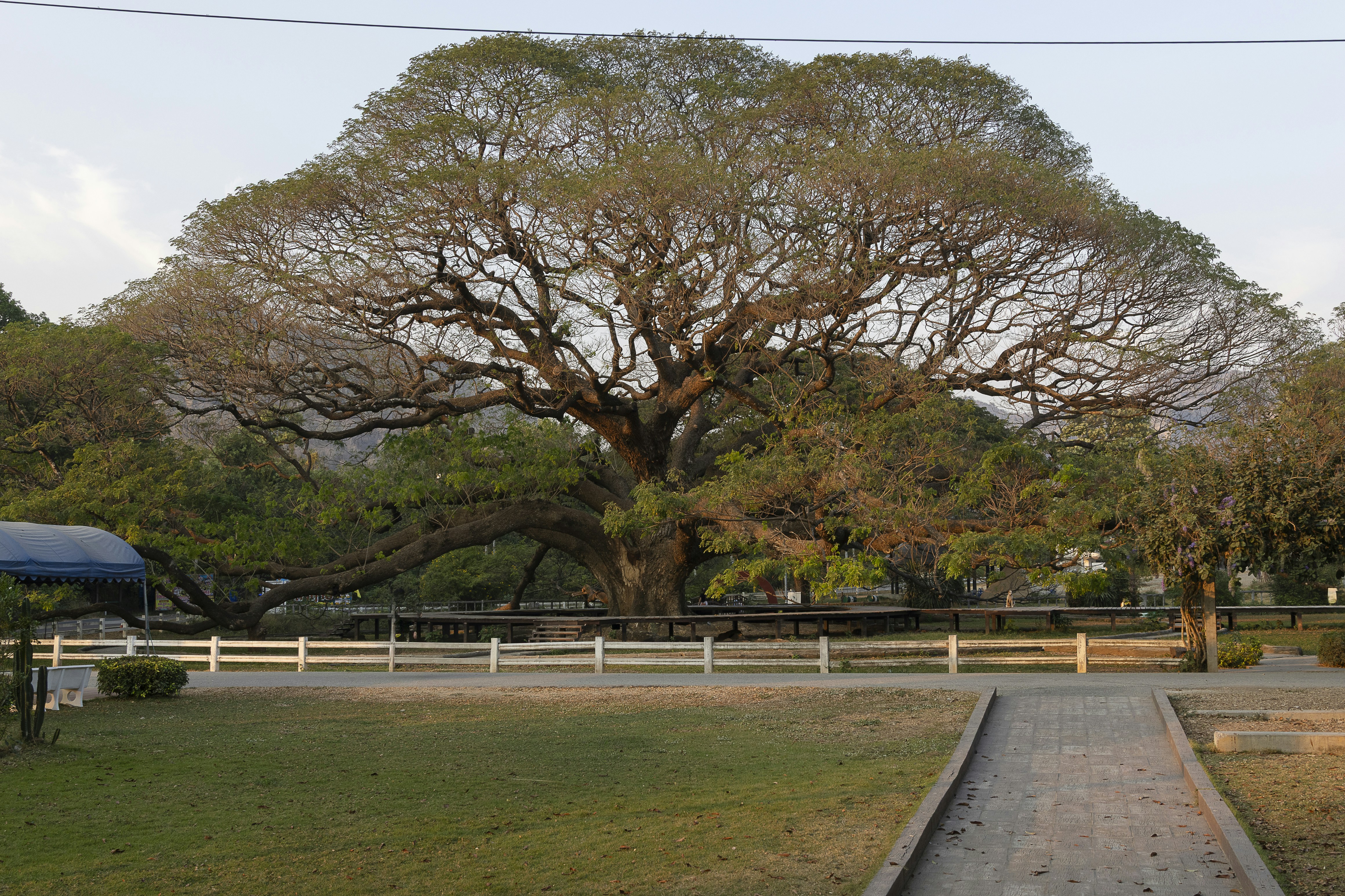 A giant tree dominates a green space.