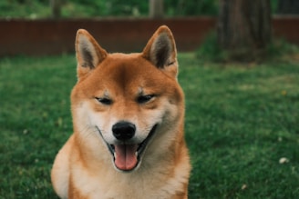 A smiling shiba inu enjoys the outdoors.