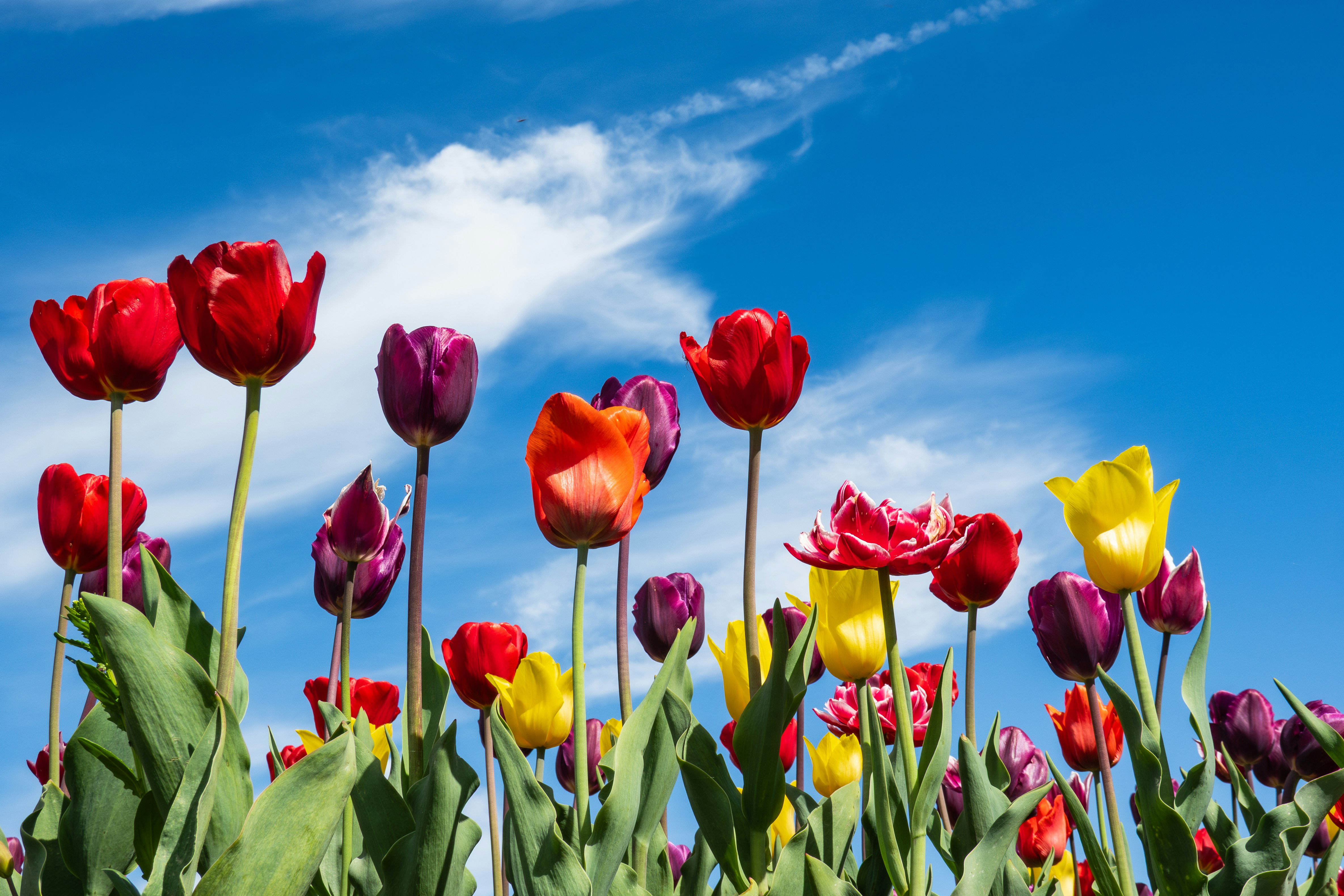 Photo by chris_robert