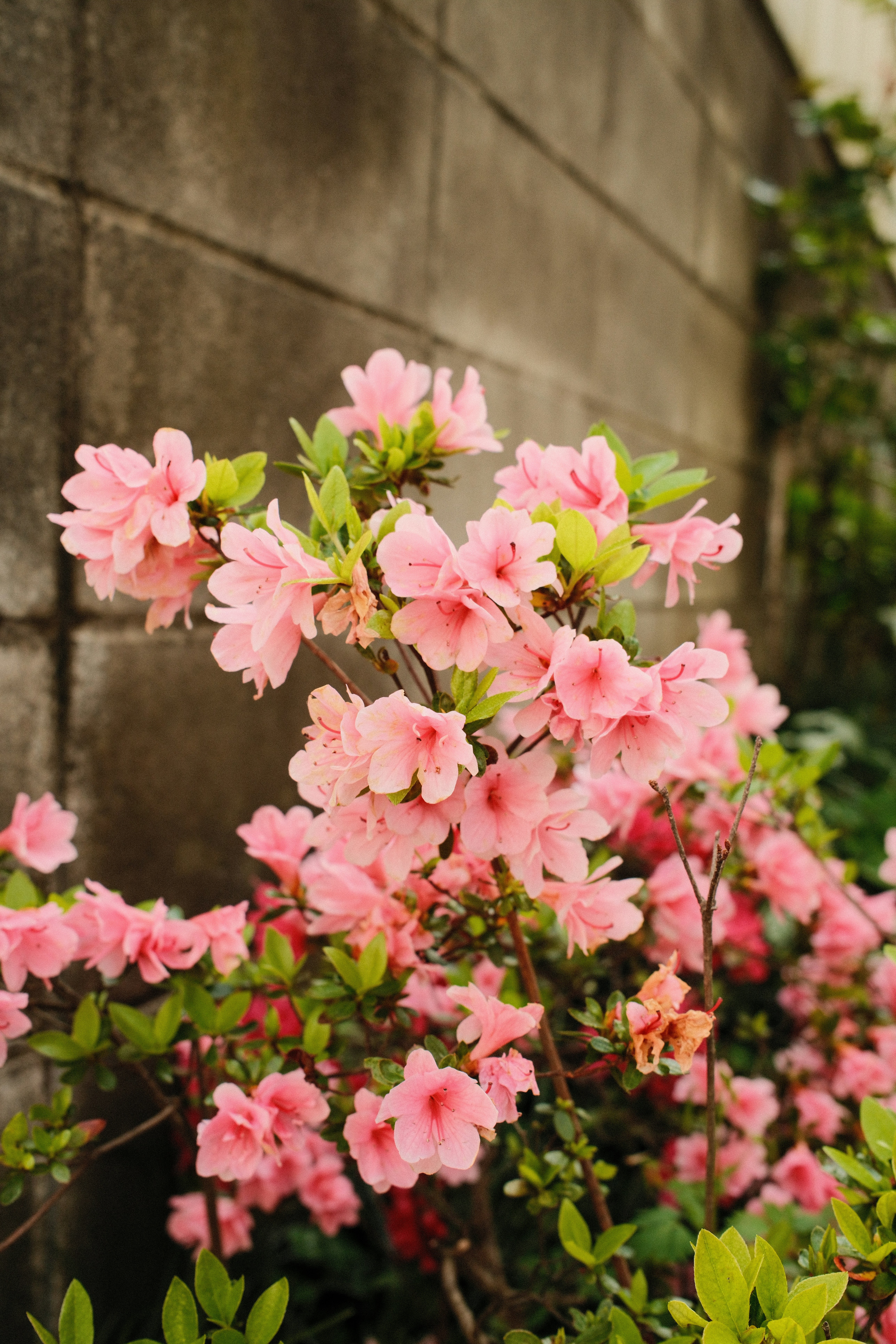 Rosa Azaleenblüten blühen vor einer grauen Wand.