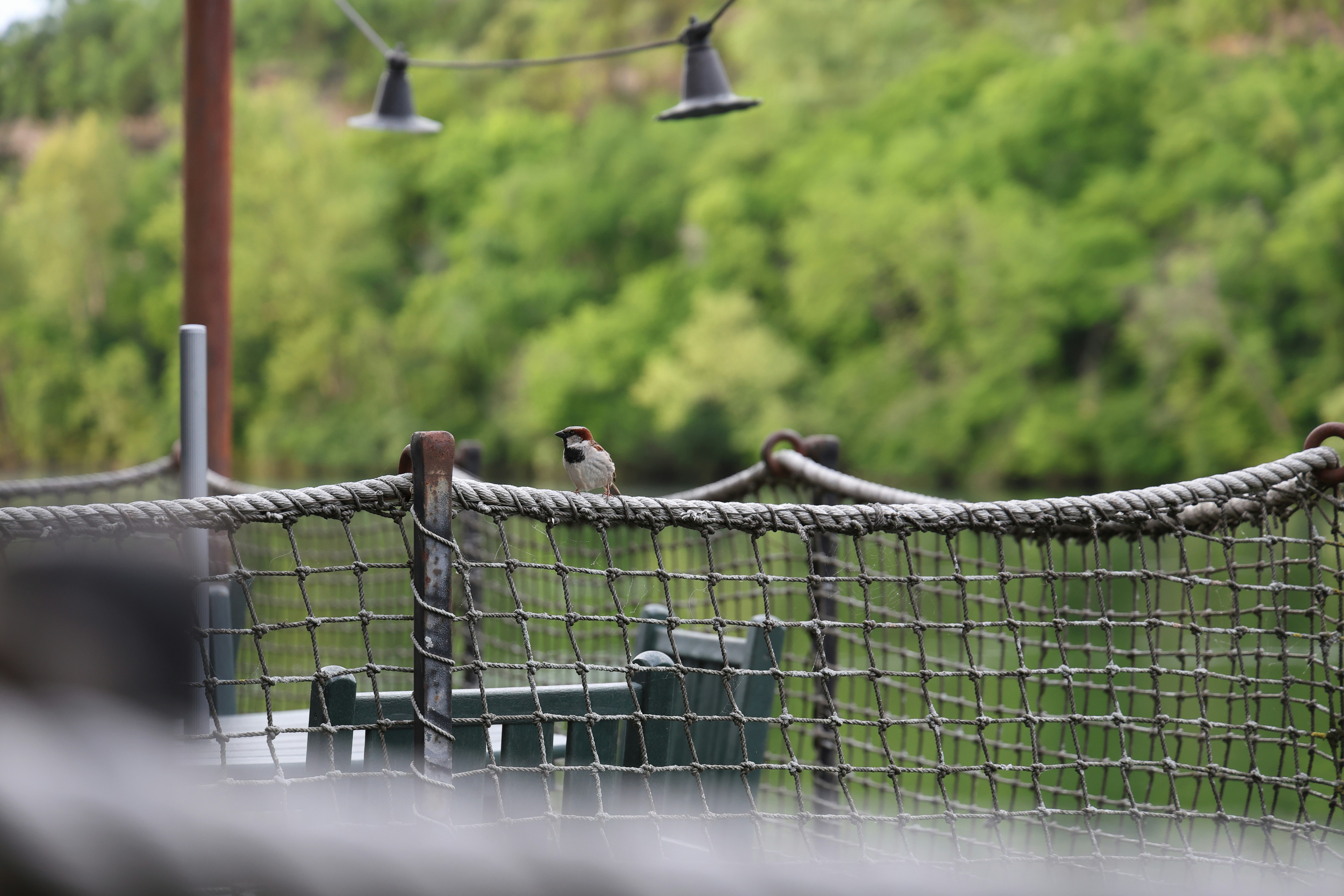 A small bird sits on a rope fence.