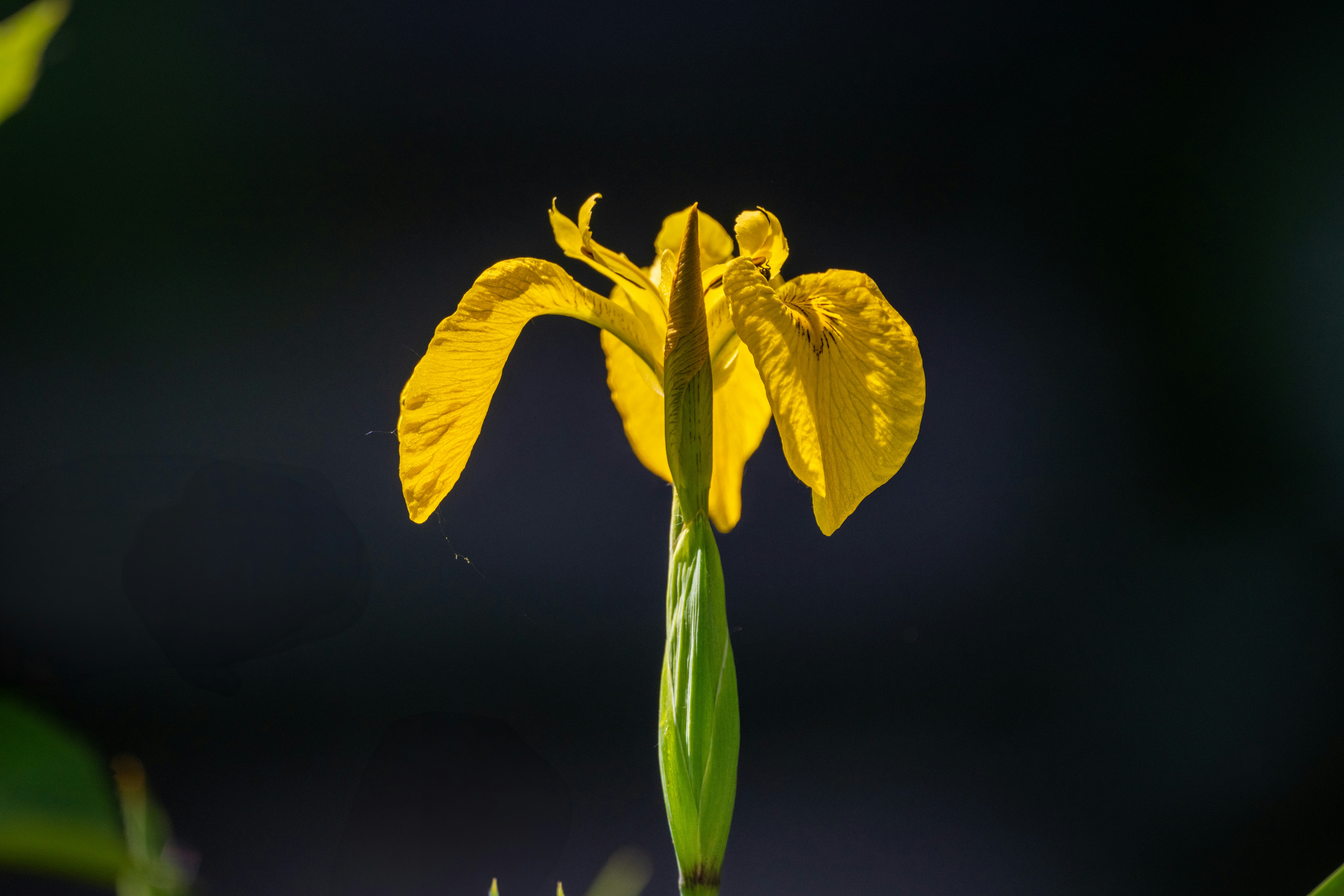 Photo by siegfriedpoepperl