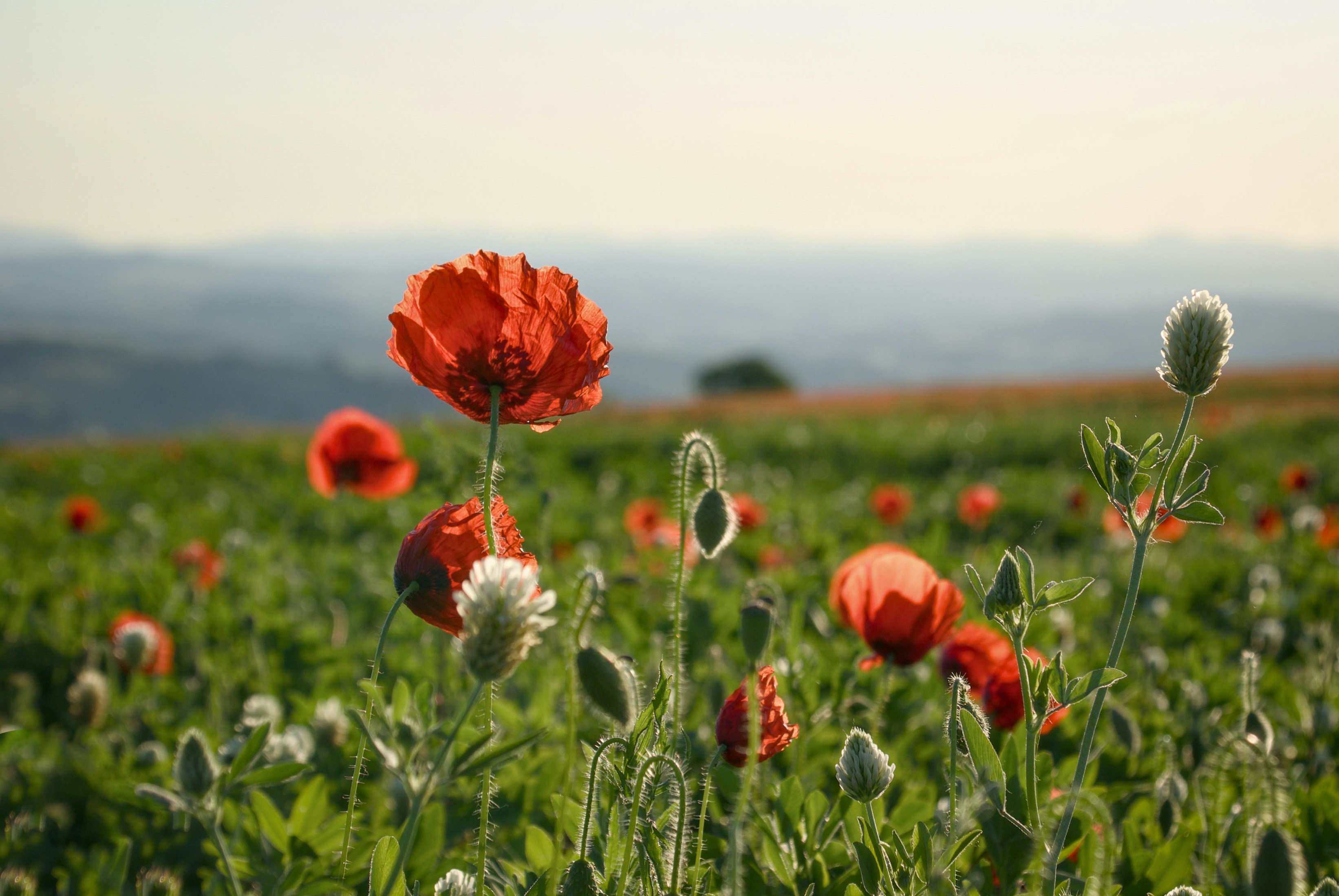 Photo by mariobeducci