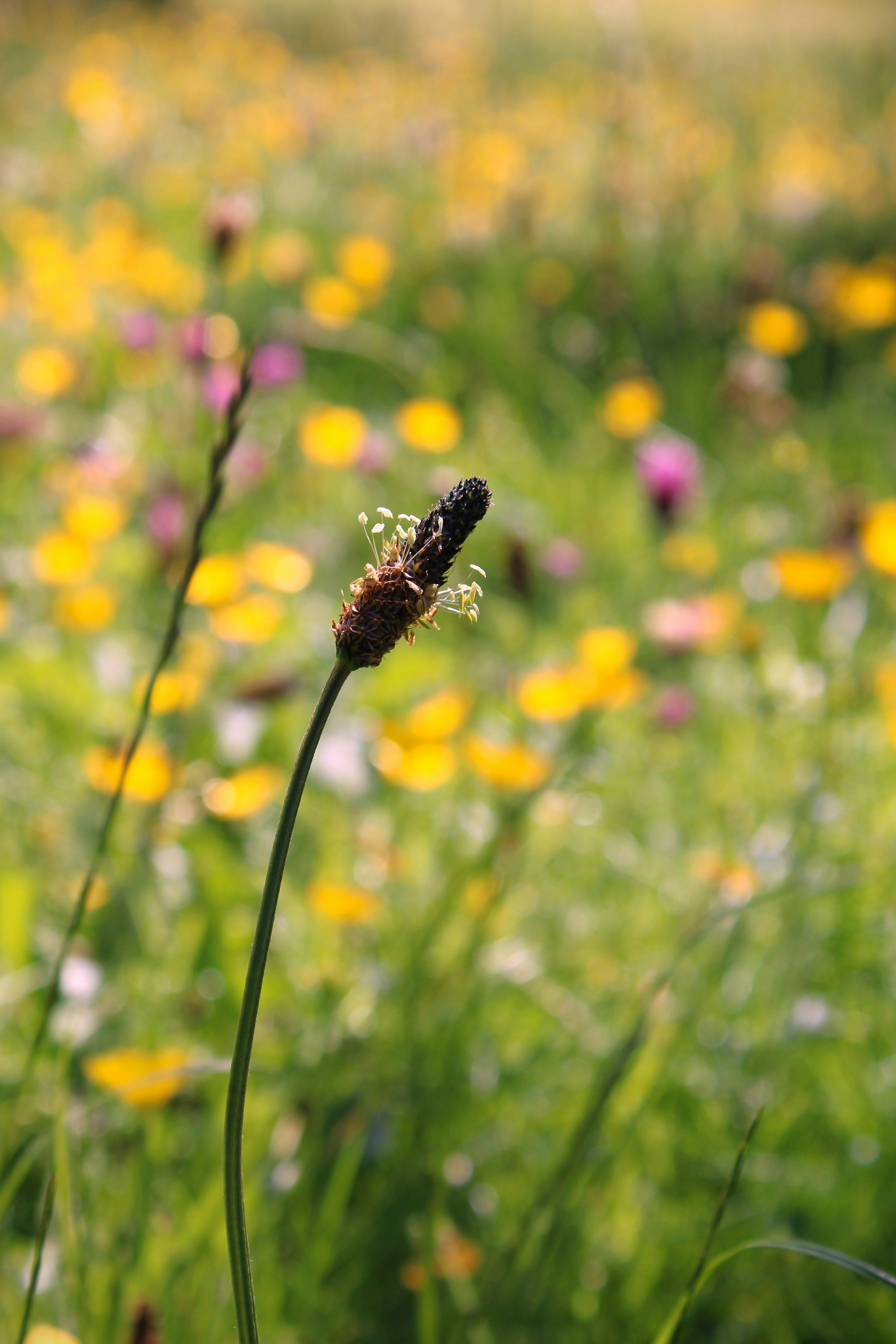 A single plant in a field of flowers