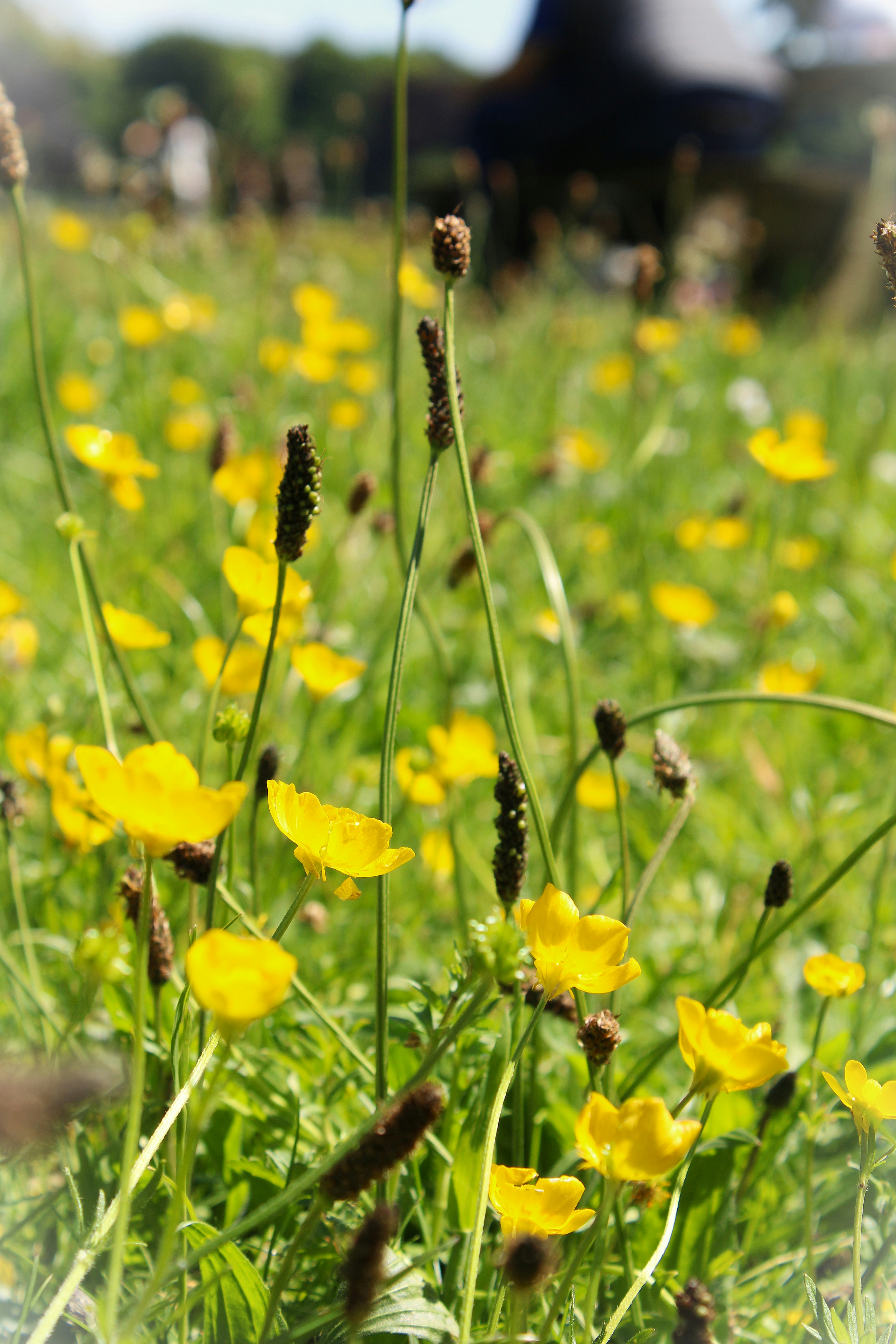 Yellow buttercups bloom in a grassy field