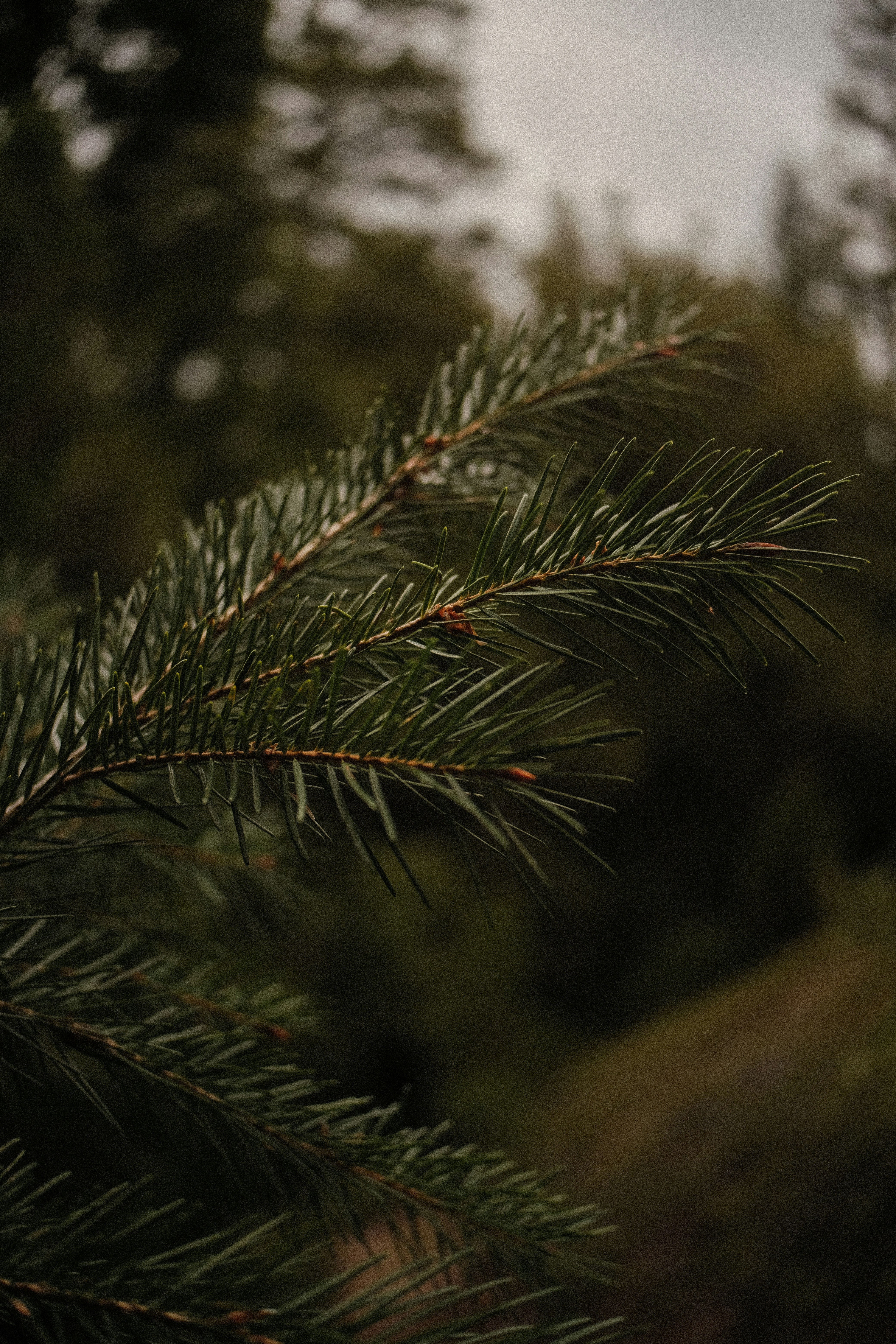 Photo by david_moorhouse