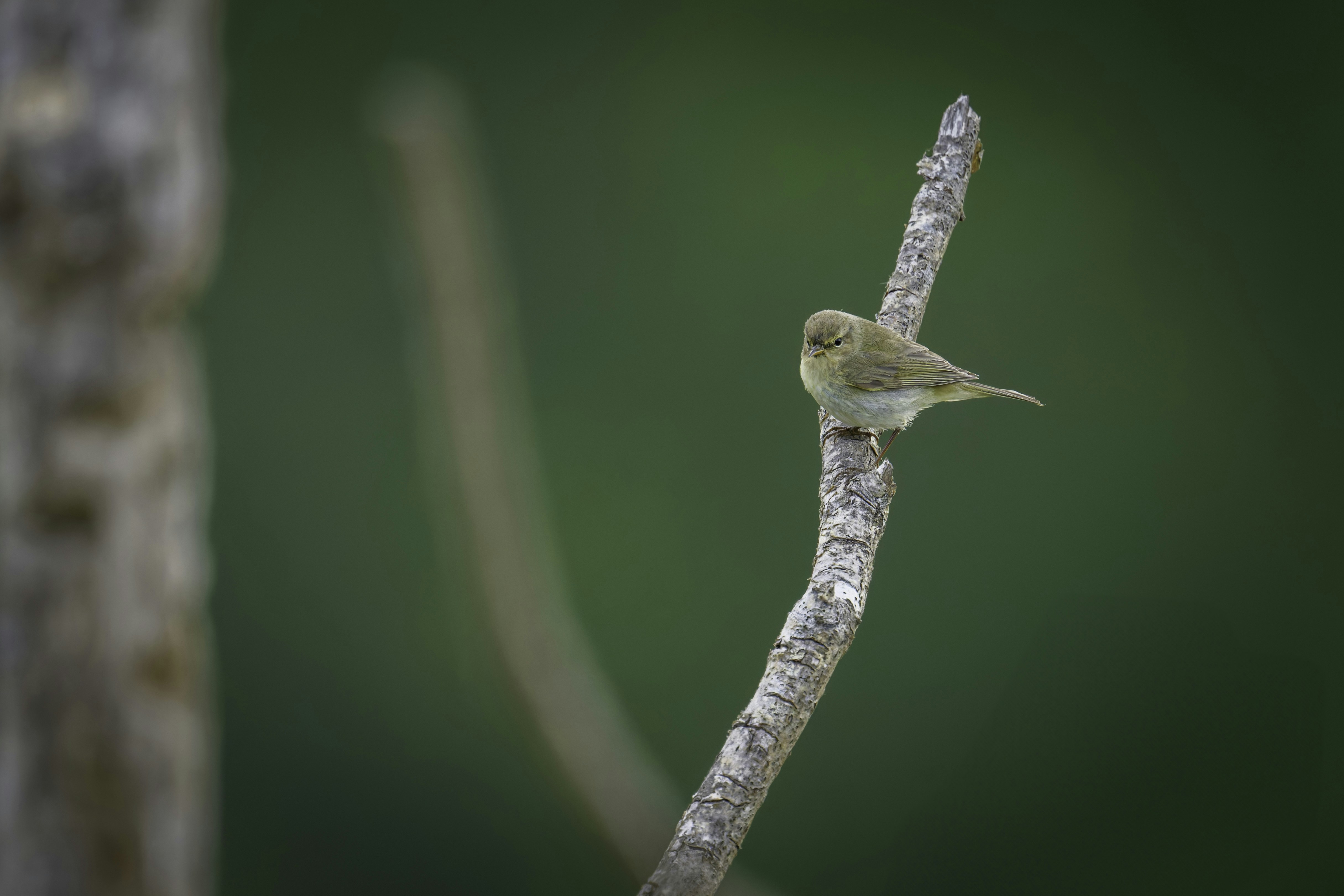 A small bird sits perched on a slender branch.