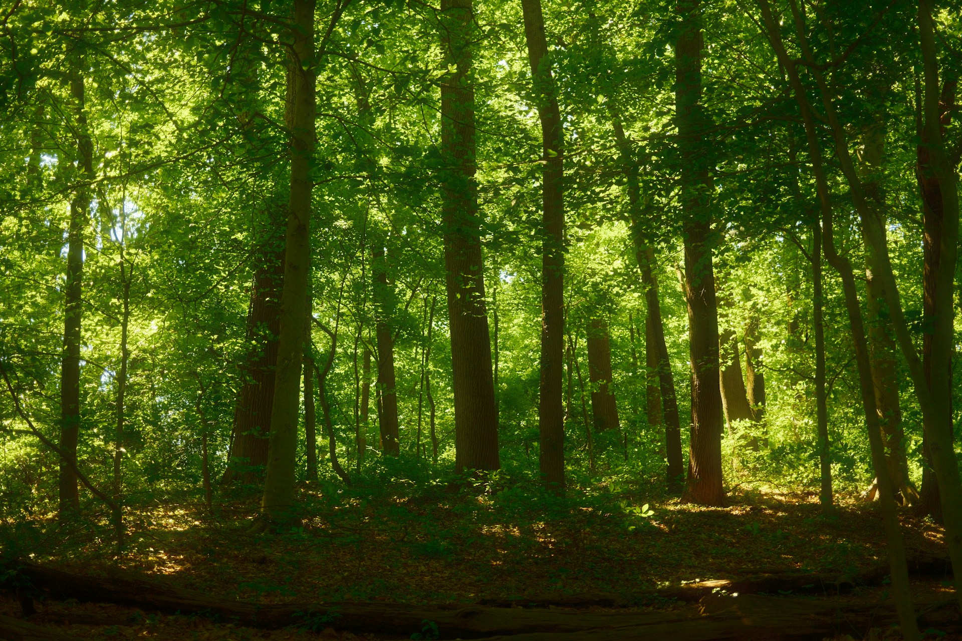 Sunlight filters through the lush, green forest canopy.