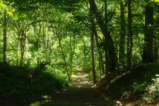 A pathway winds through a lush, green forest.