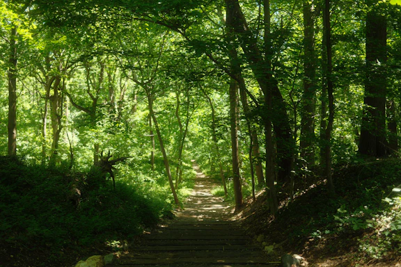 A pathway winds through a lush, green forest.