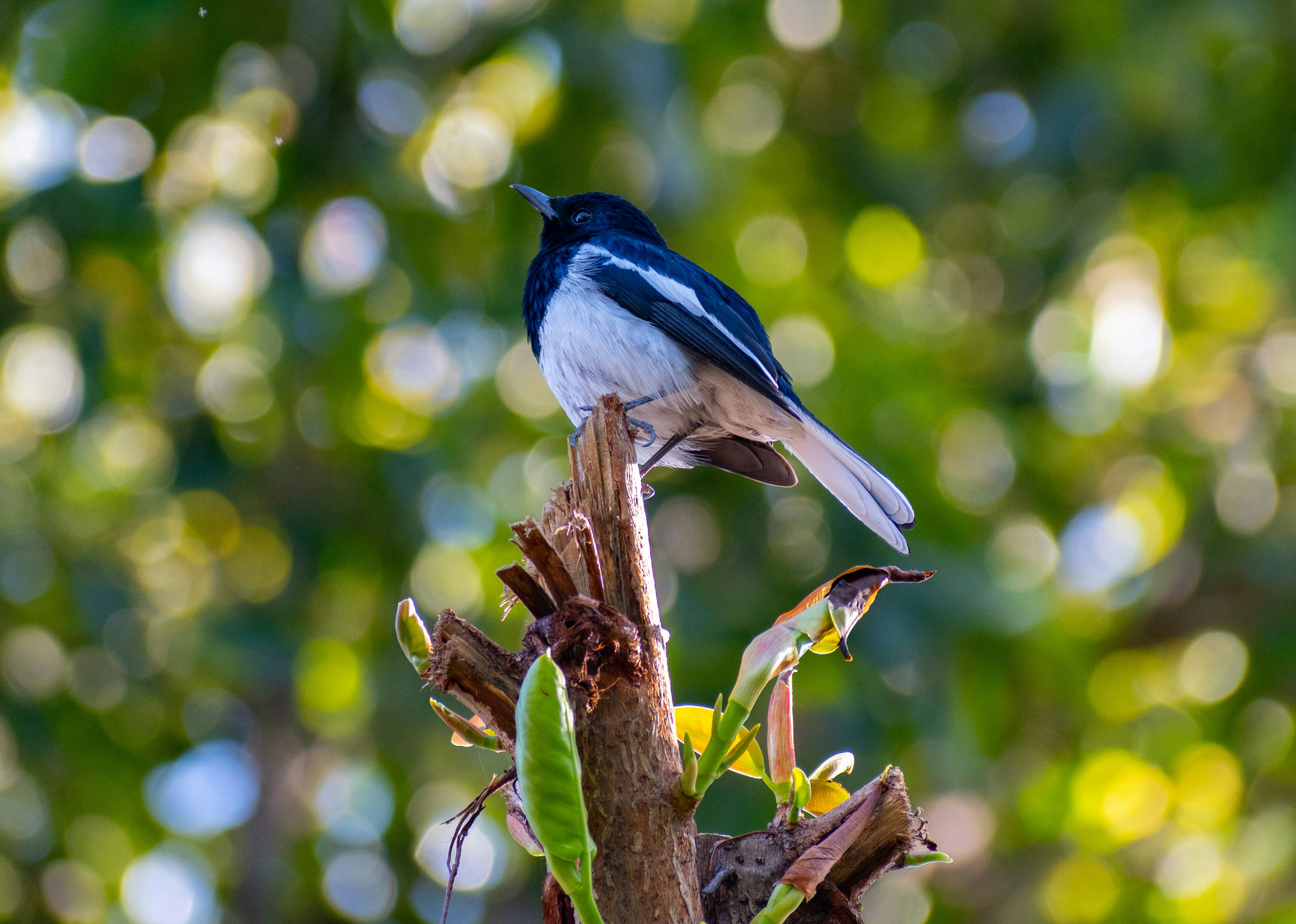 Photo by maheerakulsoom