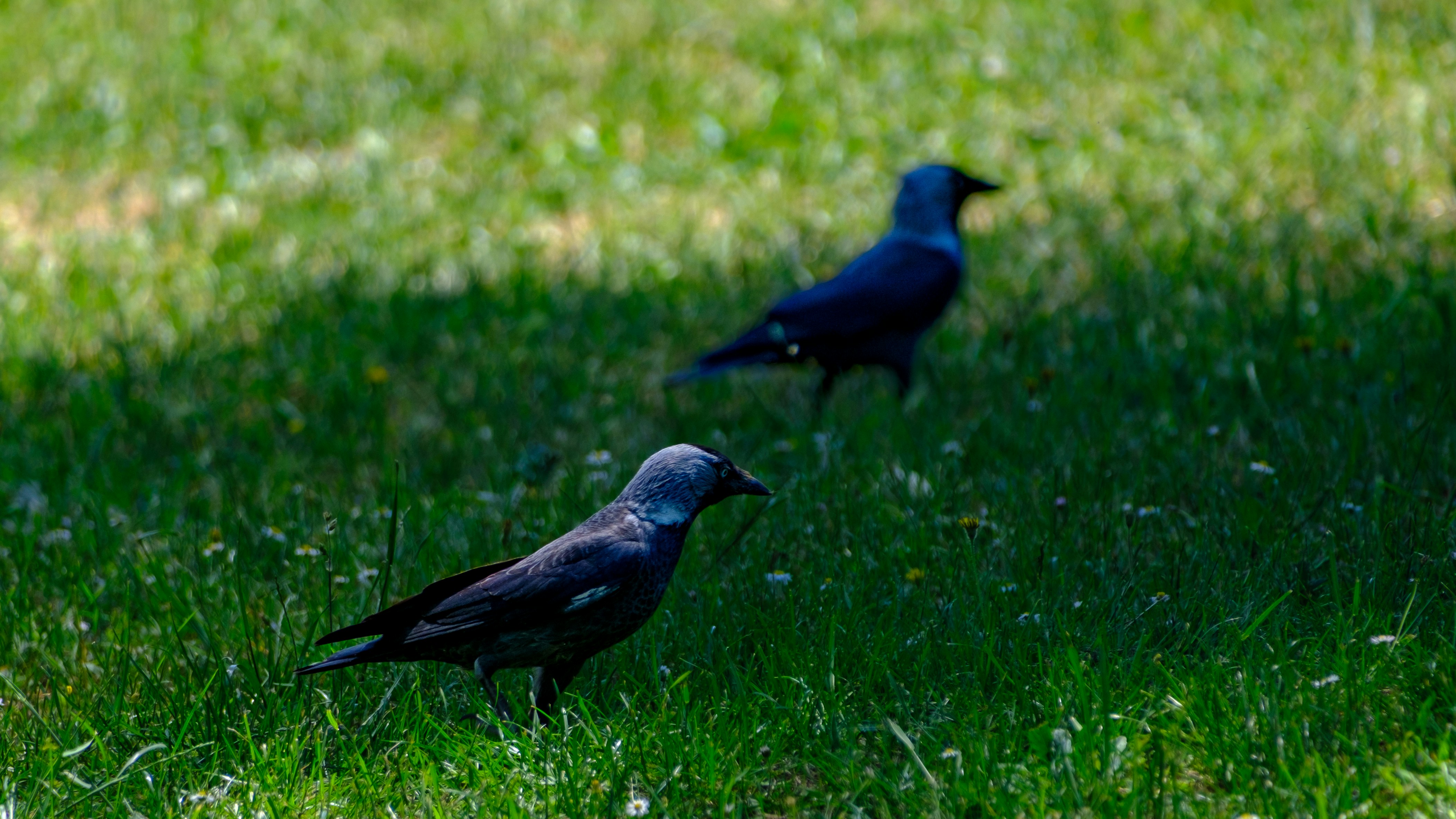 Photo by irfansimsar