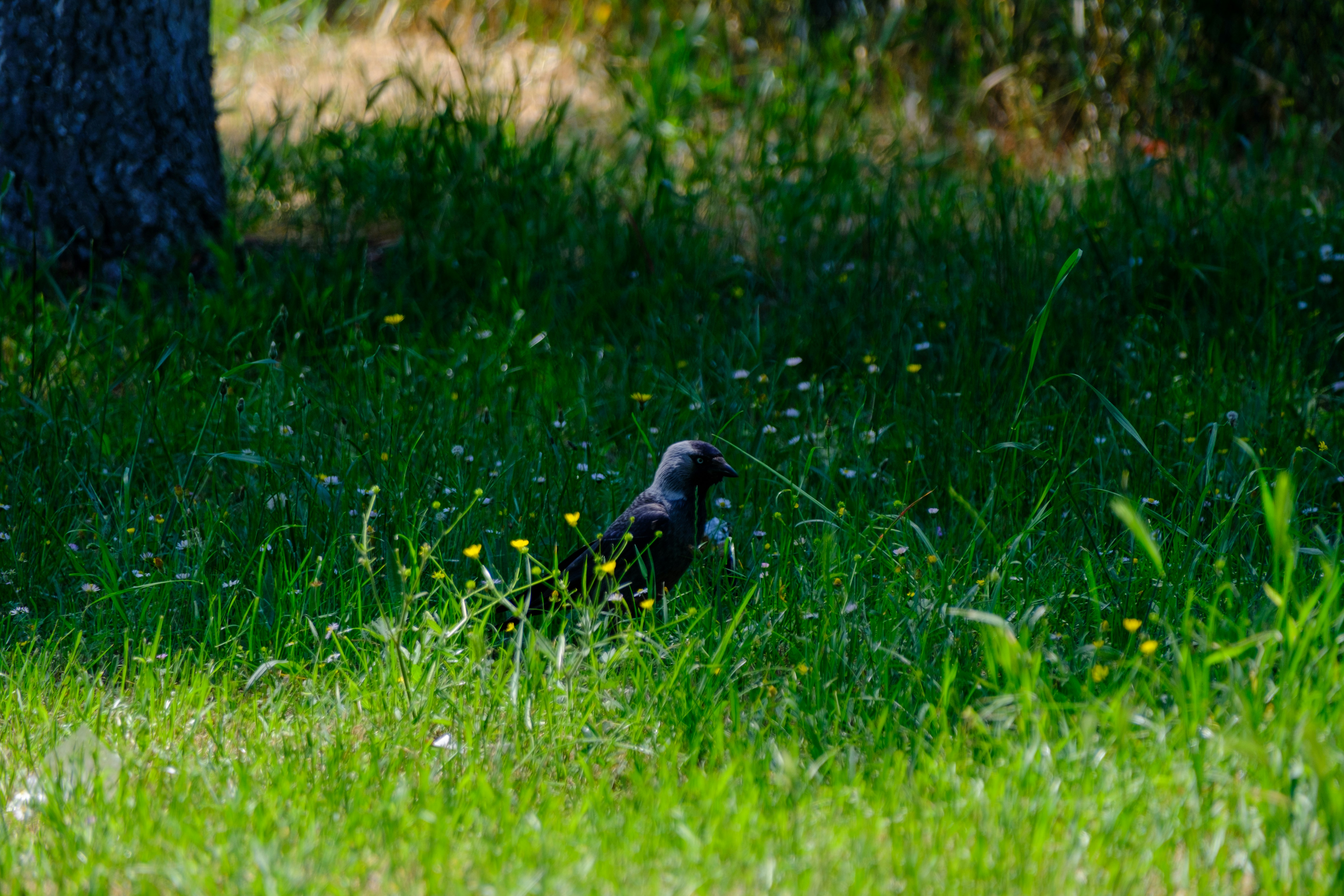 Photo by irfansimsar