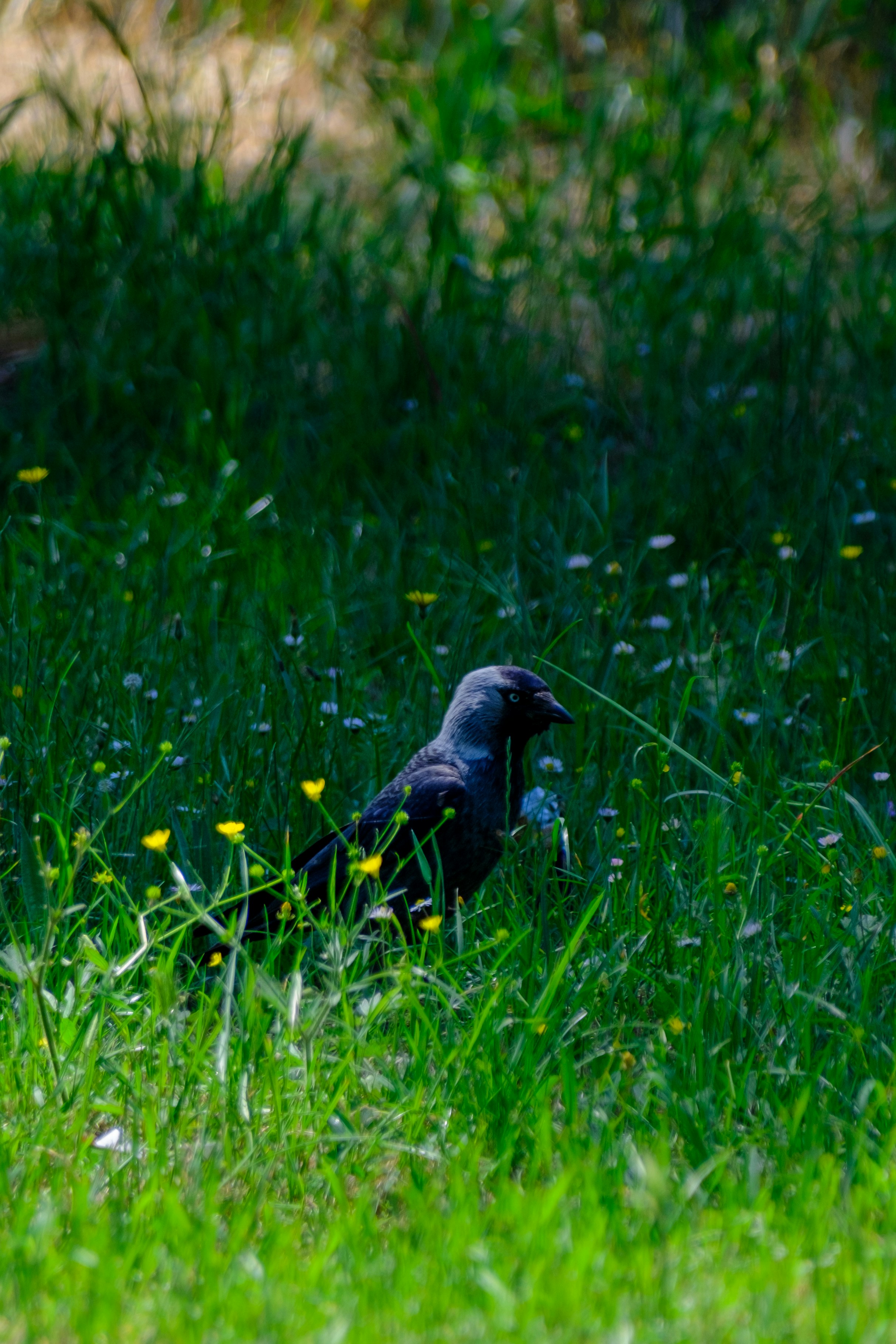 Photo by irfansimsar