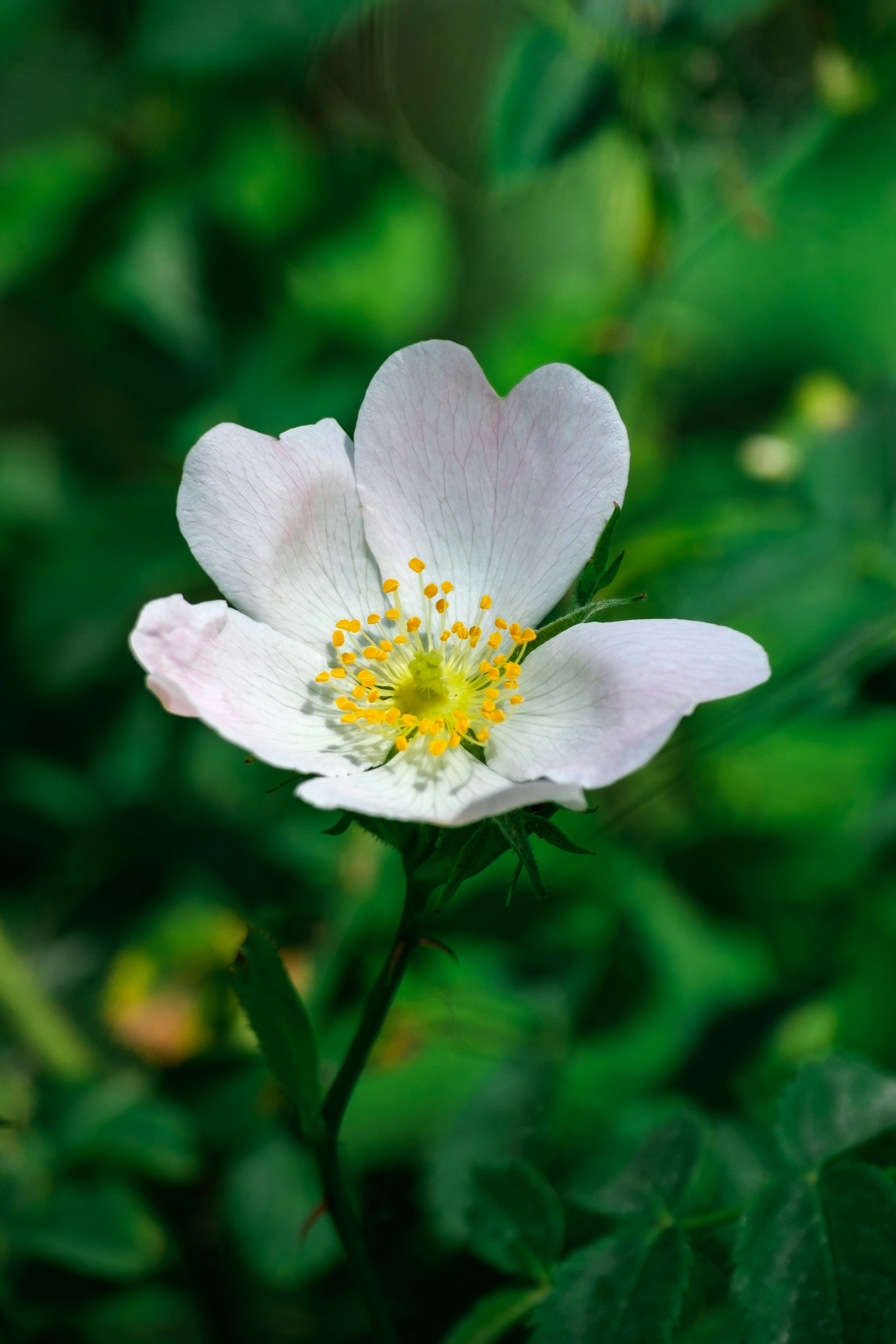 Photo by irfansimsar