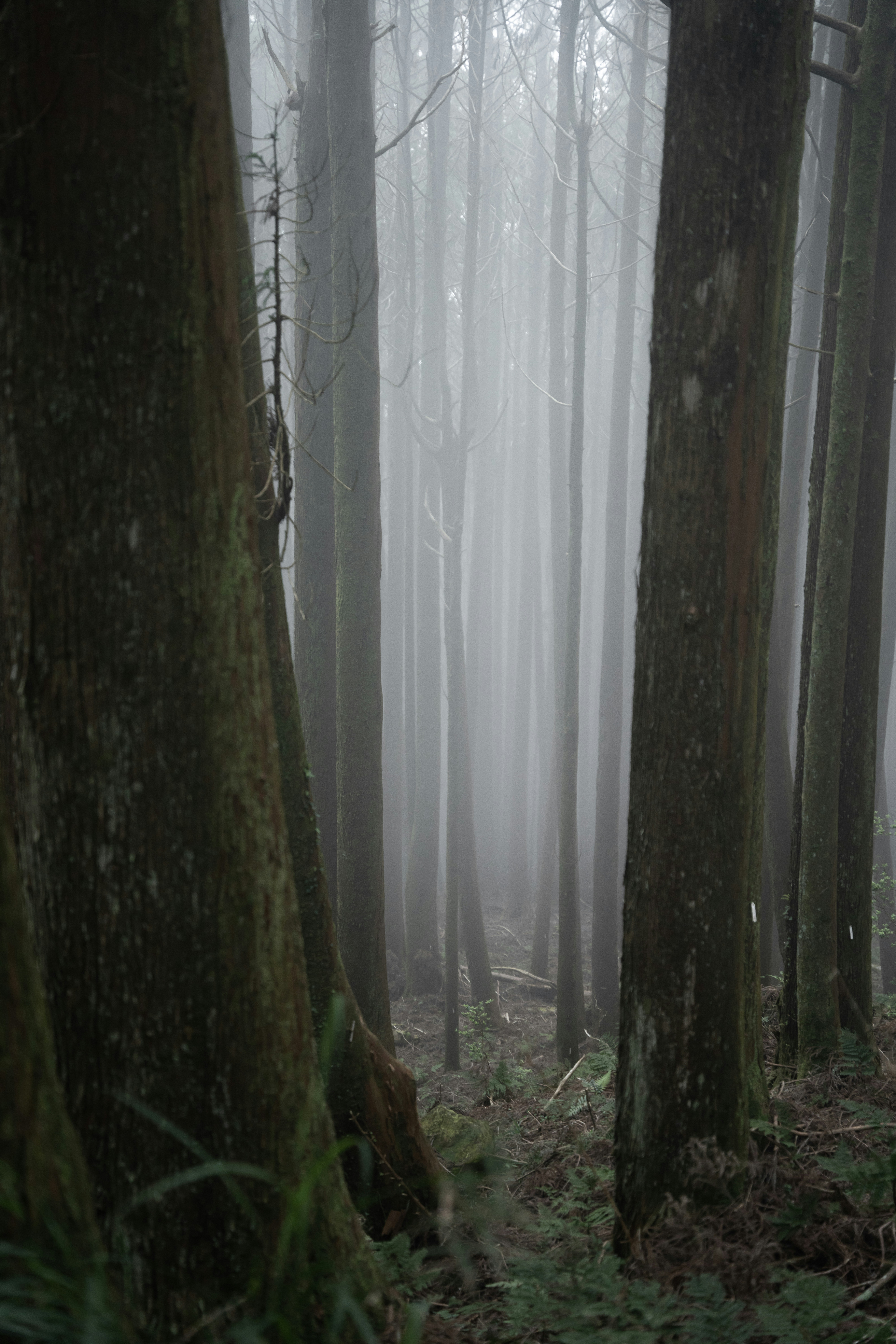 Shiretoko Peninsula coastal wilderness