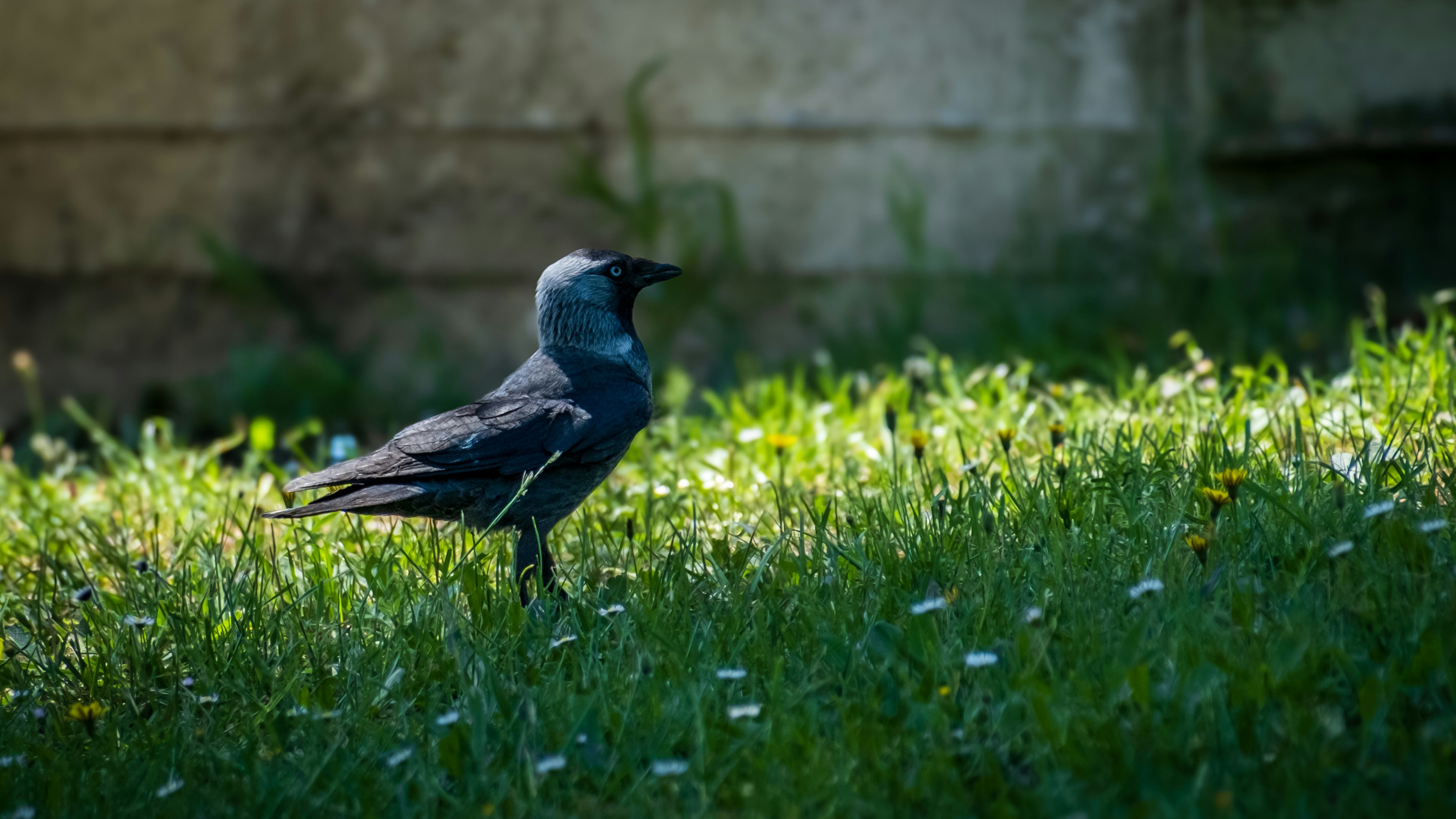 Photo by irfansimsar