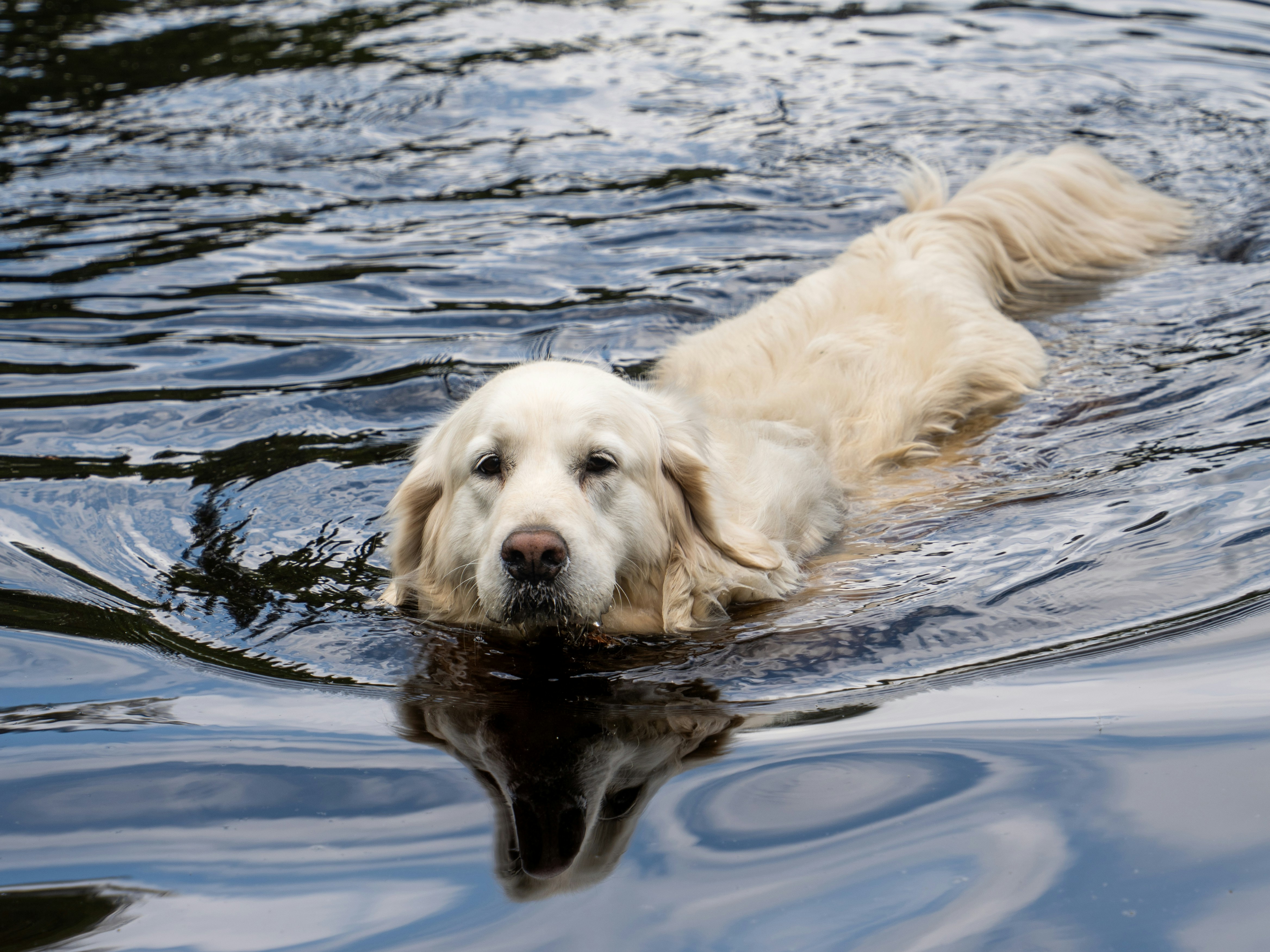 ゴールデンレトリバーが水の中を泳いでいます。の写真 – Unsplashの犬の無料画像, image size:3000x2250