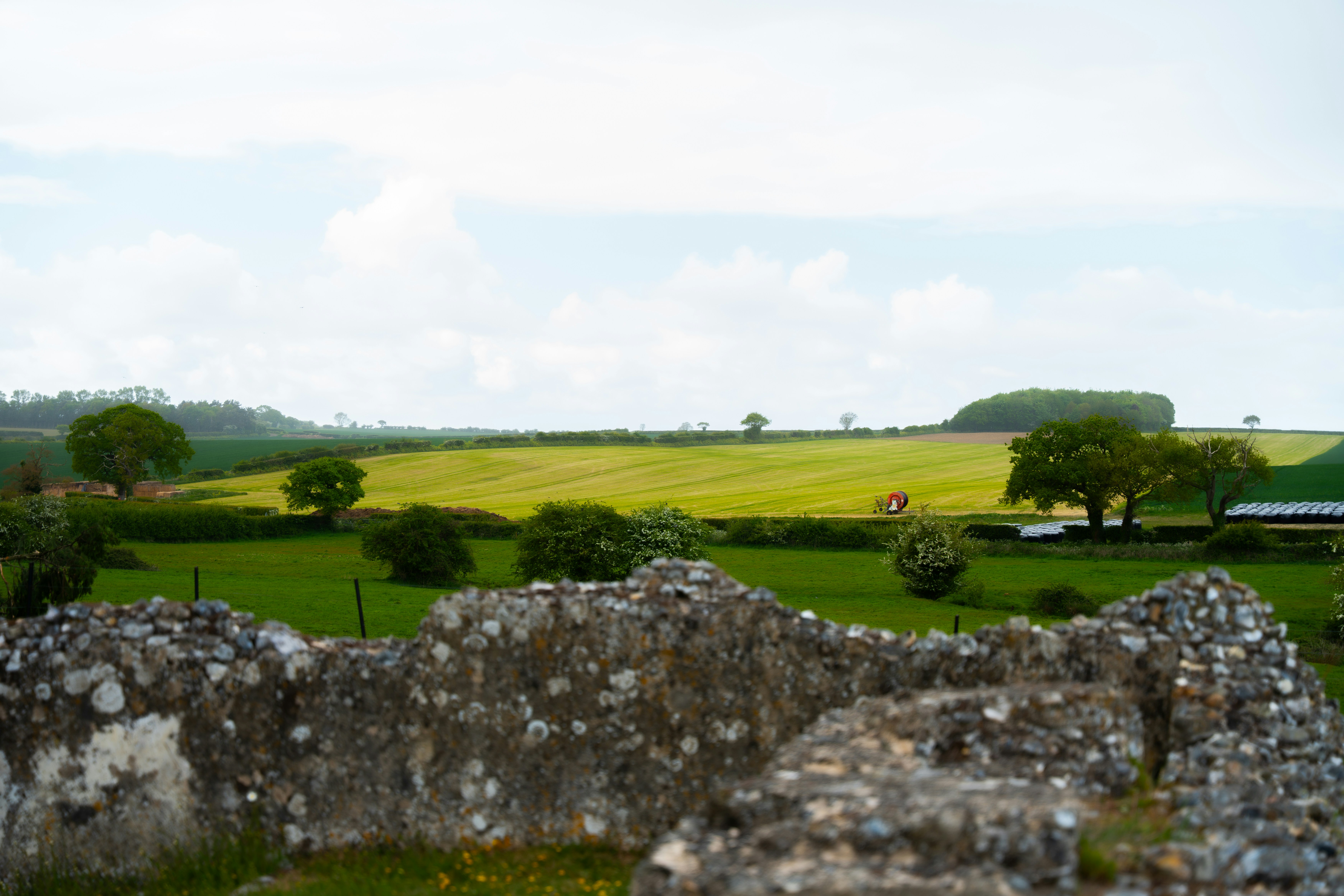 vibrant green leaves with tiny blooms.