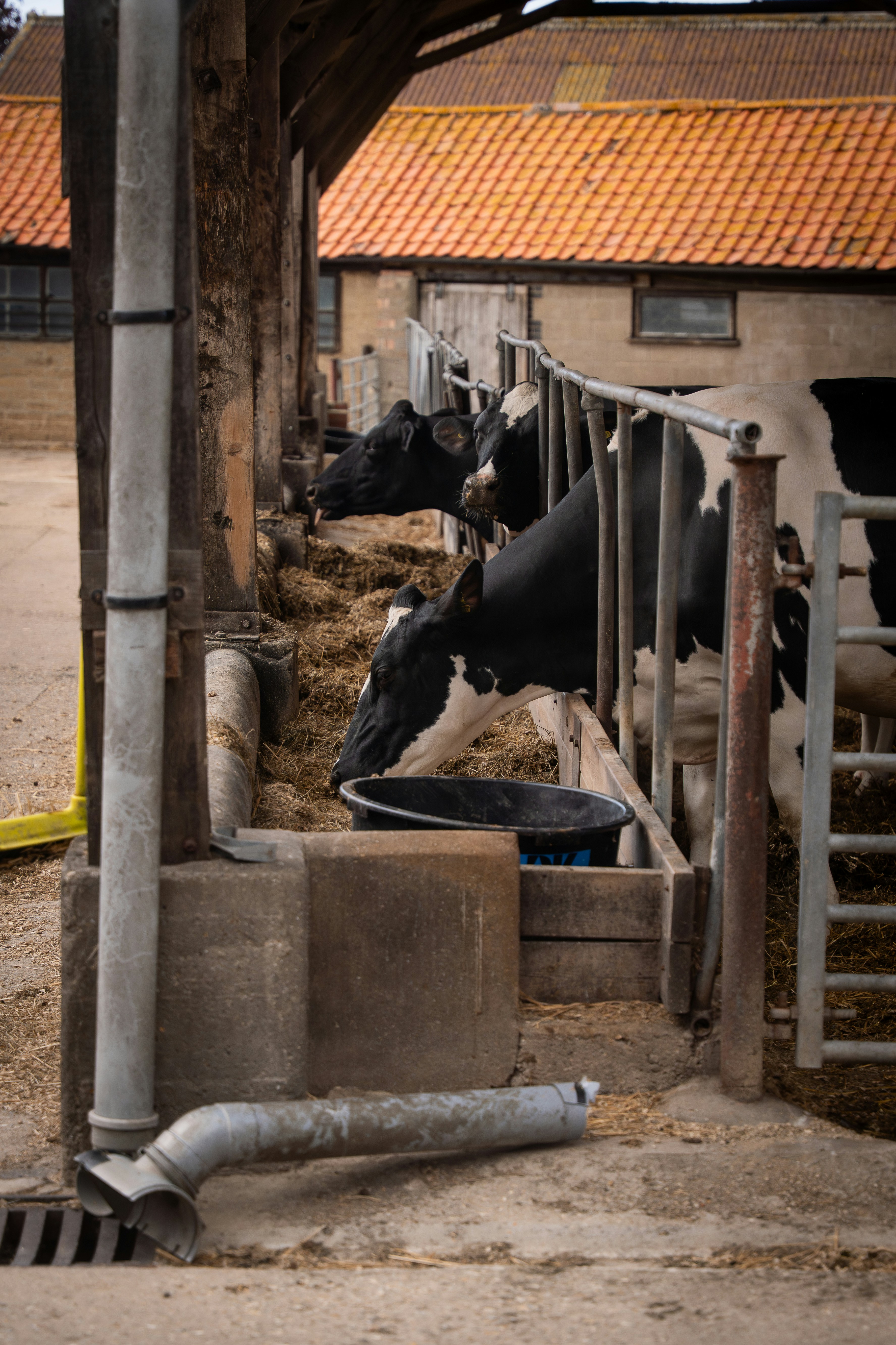 Cows eat hay inside a rustic barn.