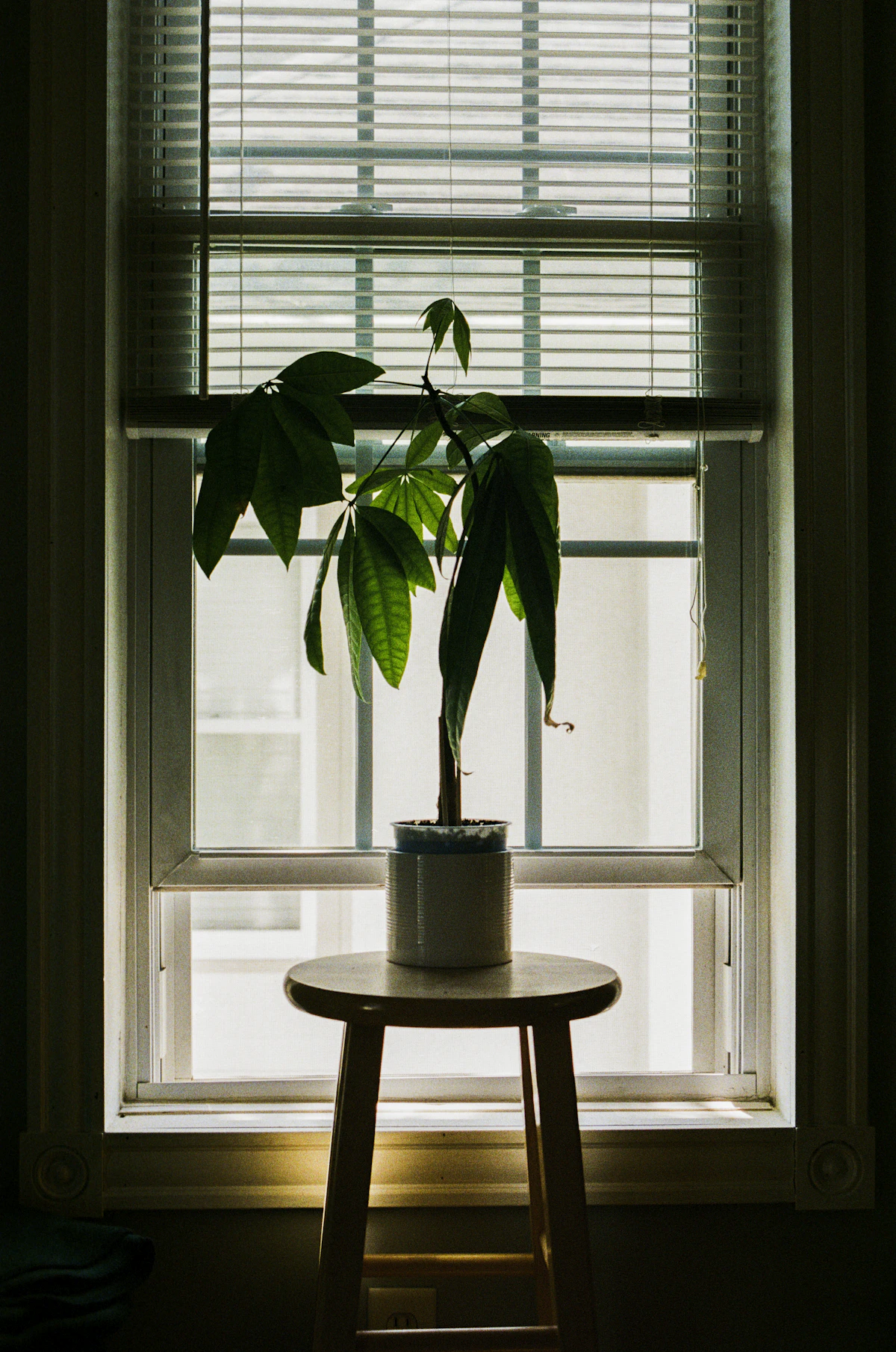 Green potted houseplant positioned close to window light