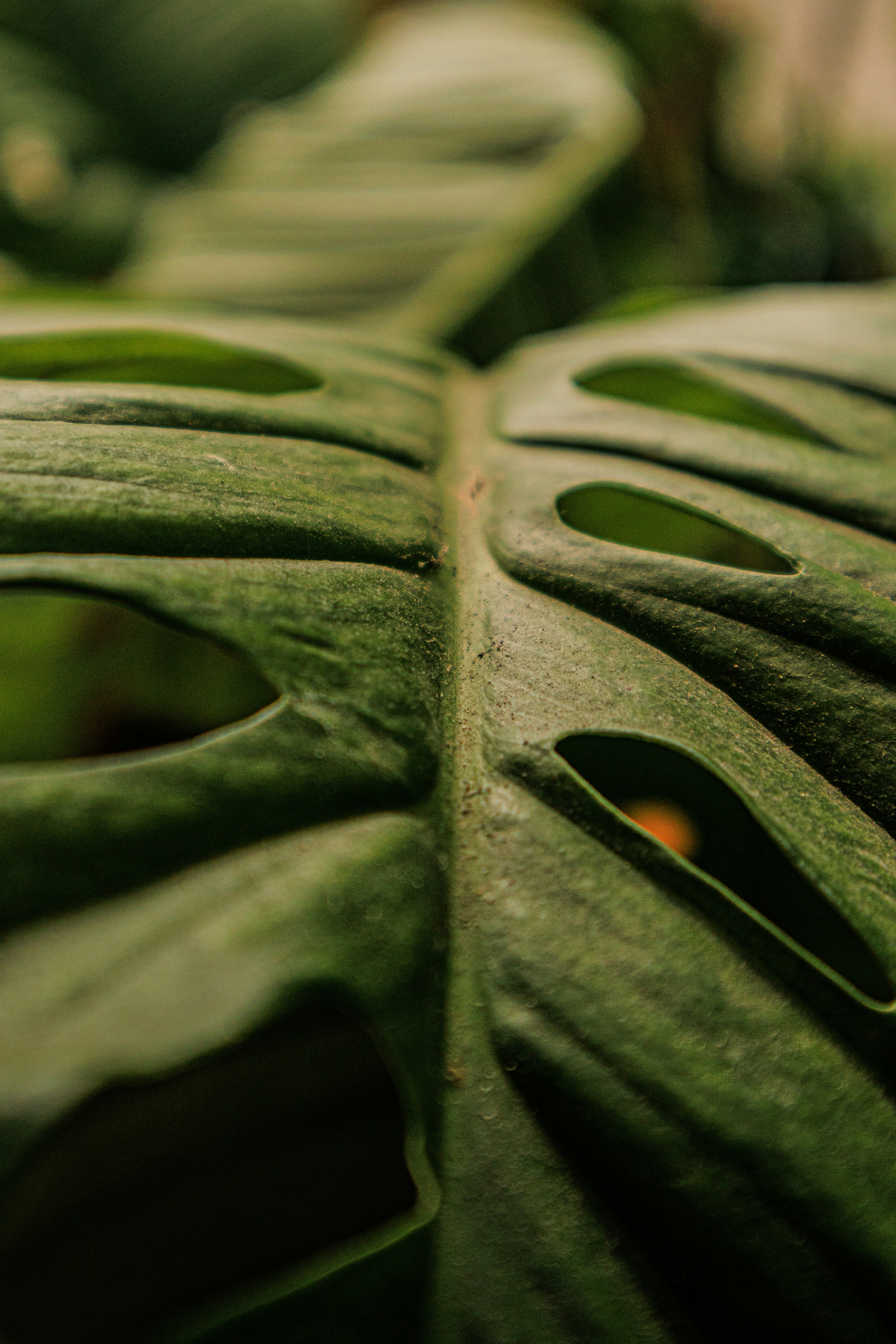 Photo by robertobs05