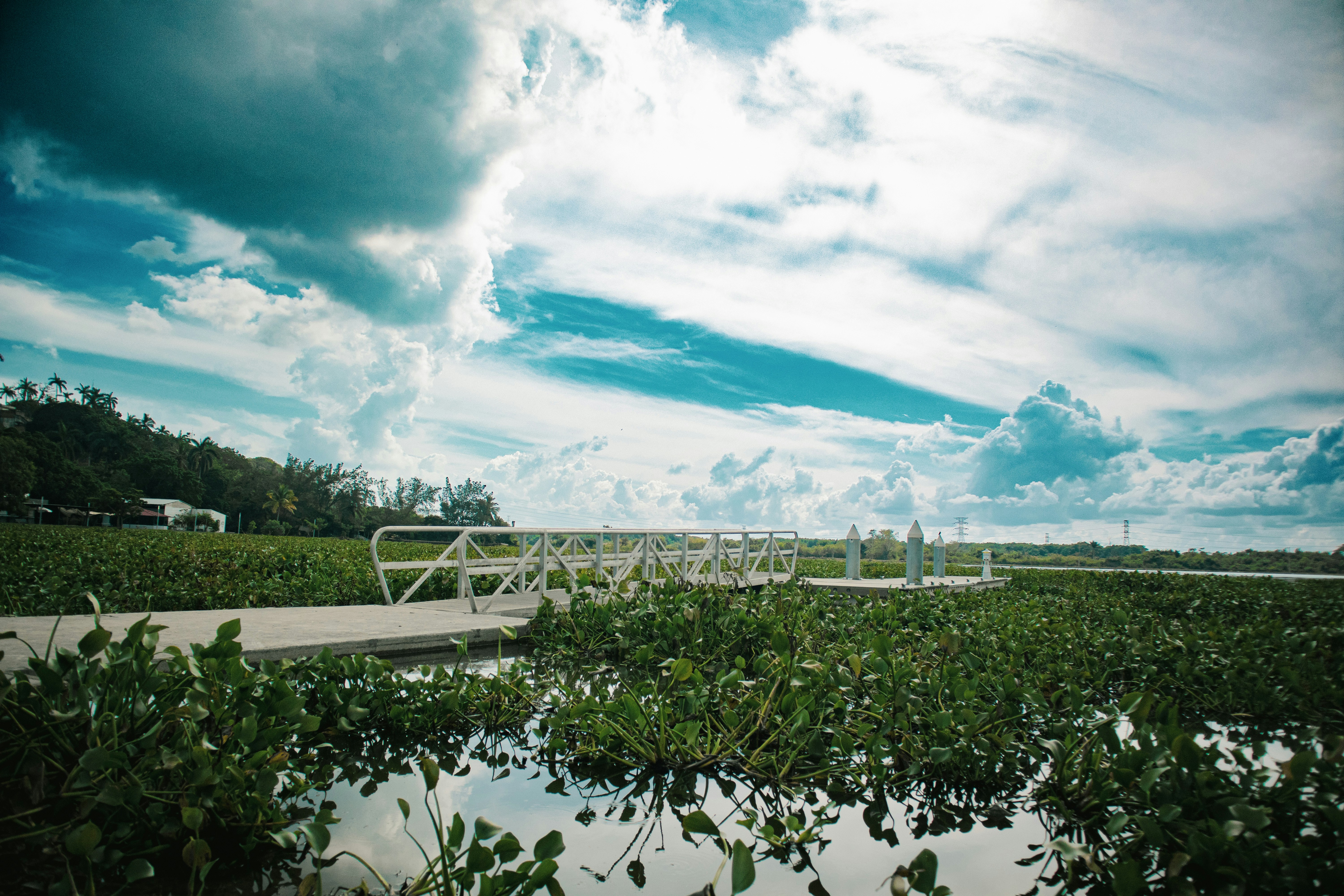 A pier leads to the horizon over lush greenery.