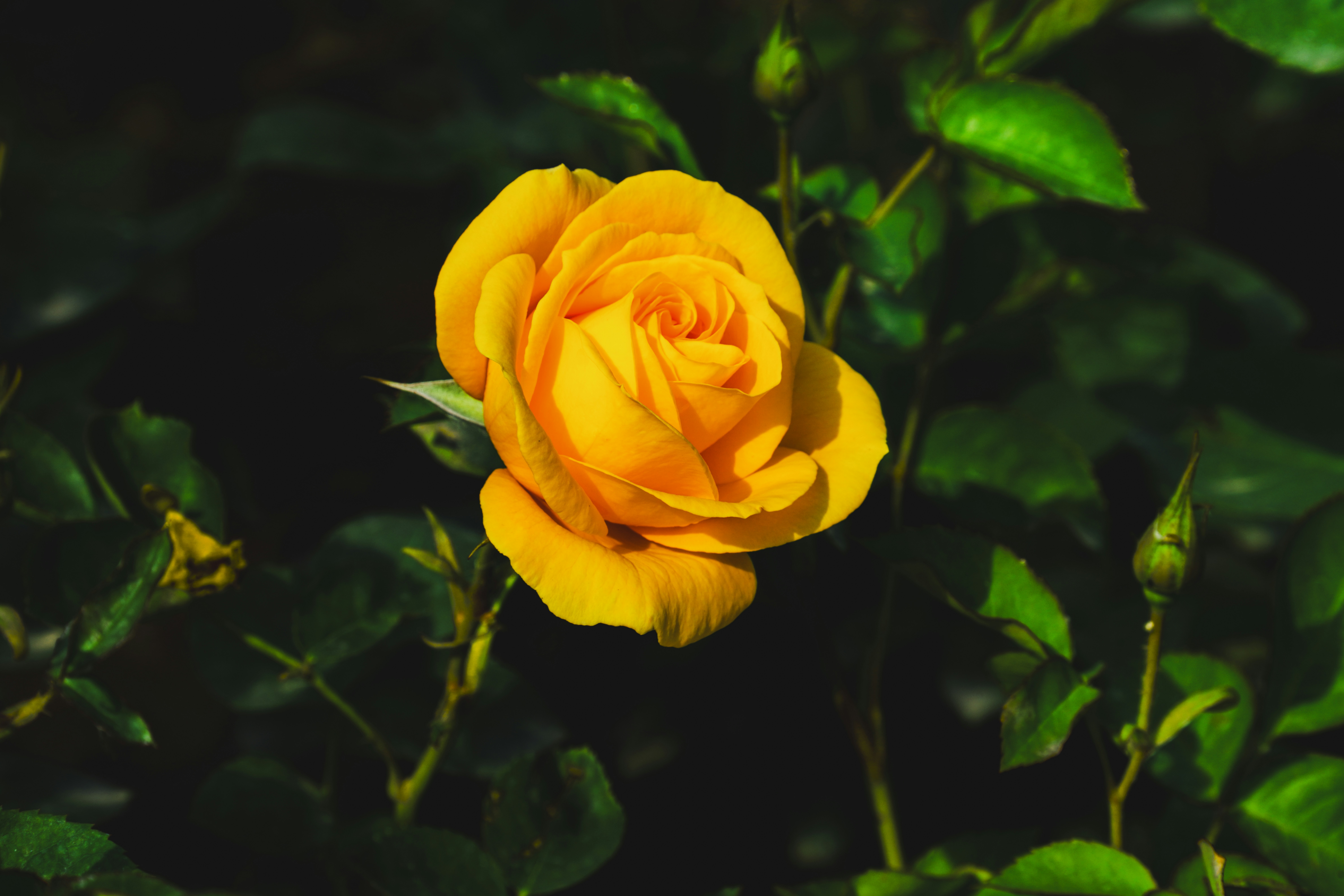 Photo by hattrick1996