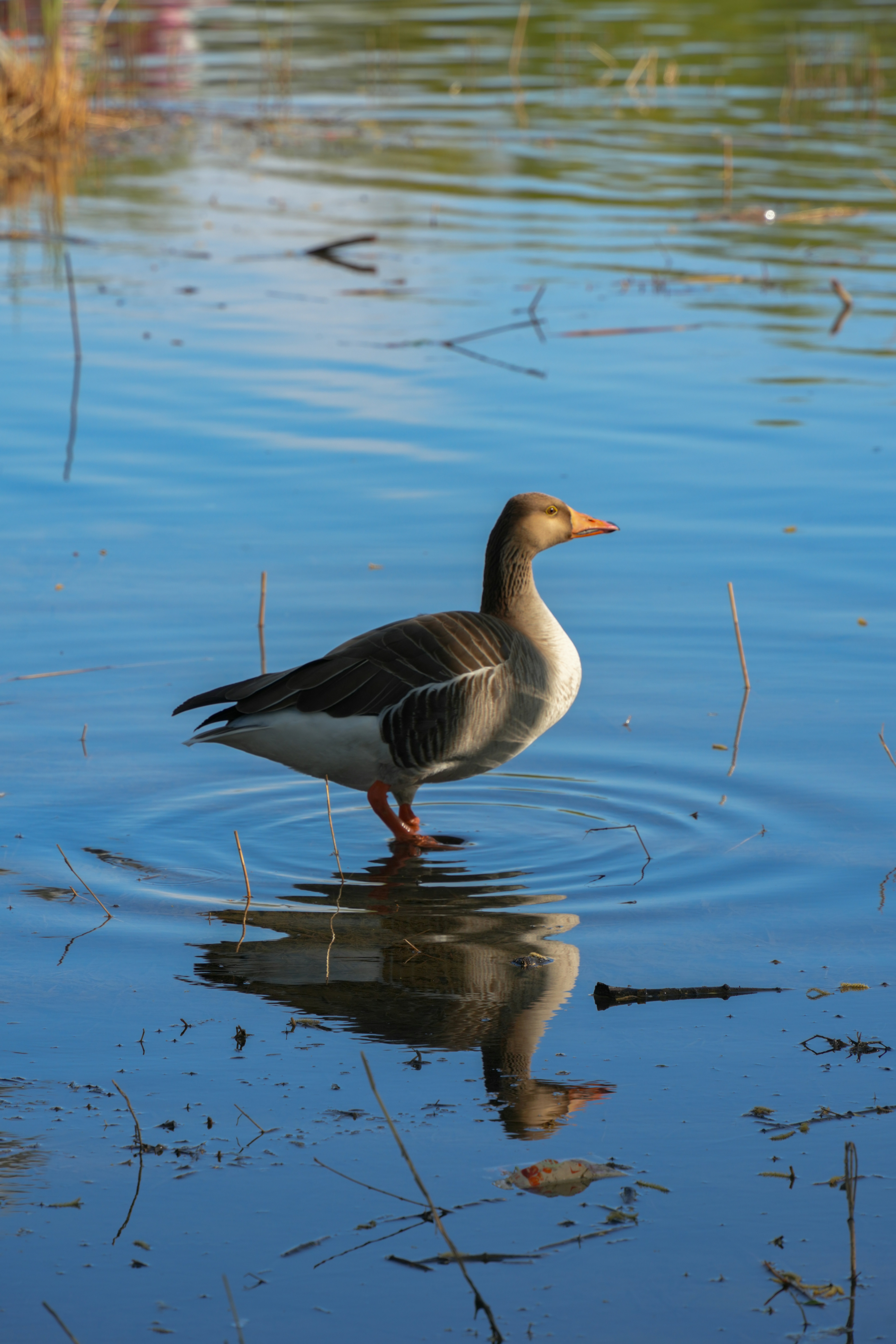 Photo by hattrick1996