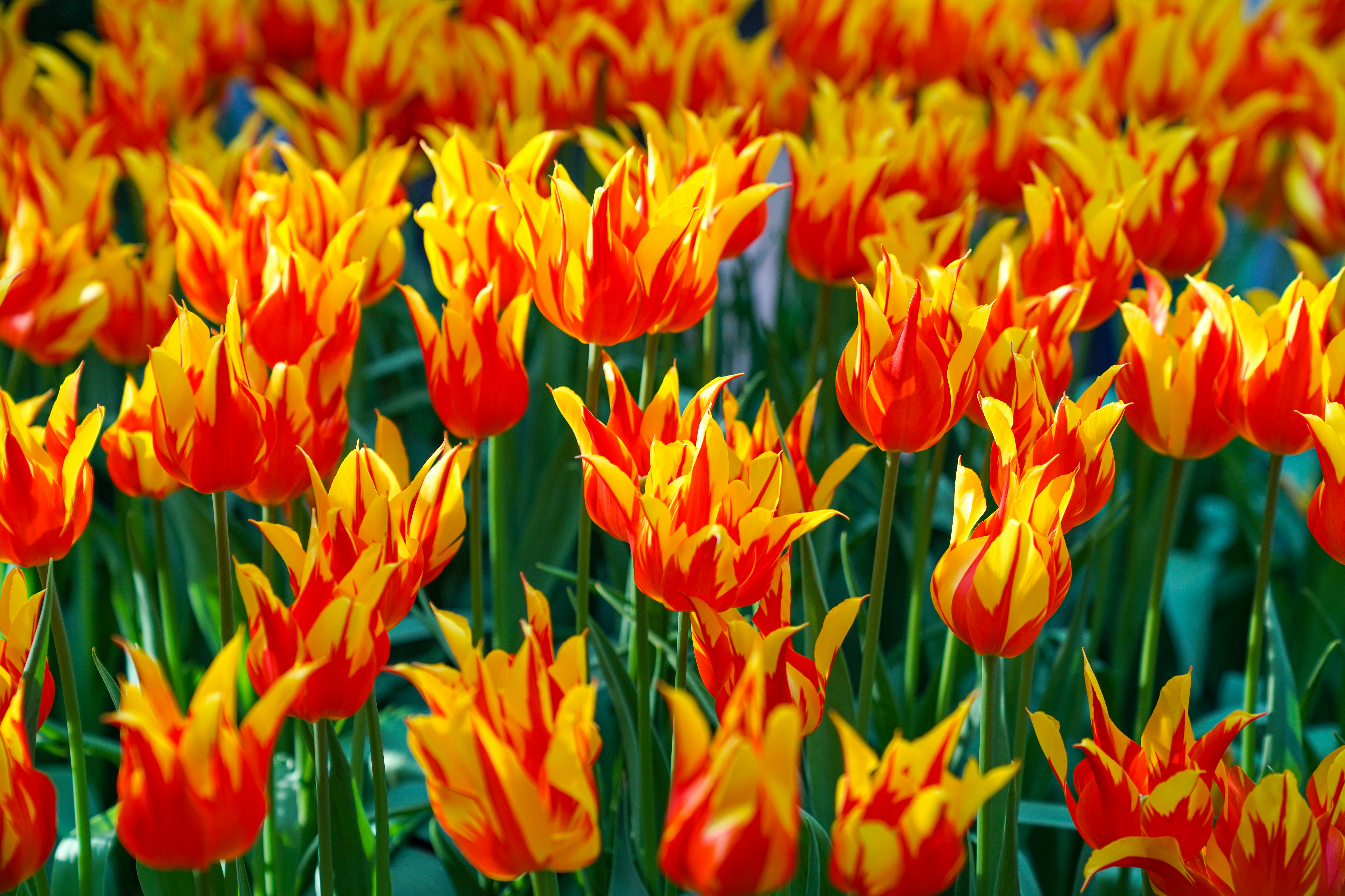 Many vibrant, fiery-colored tulips bloom in a field.