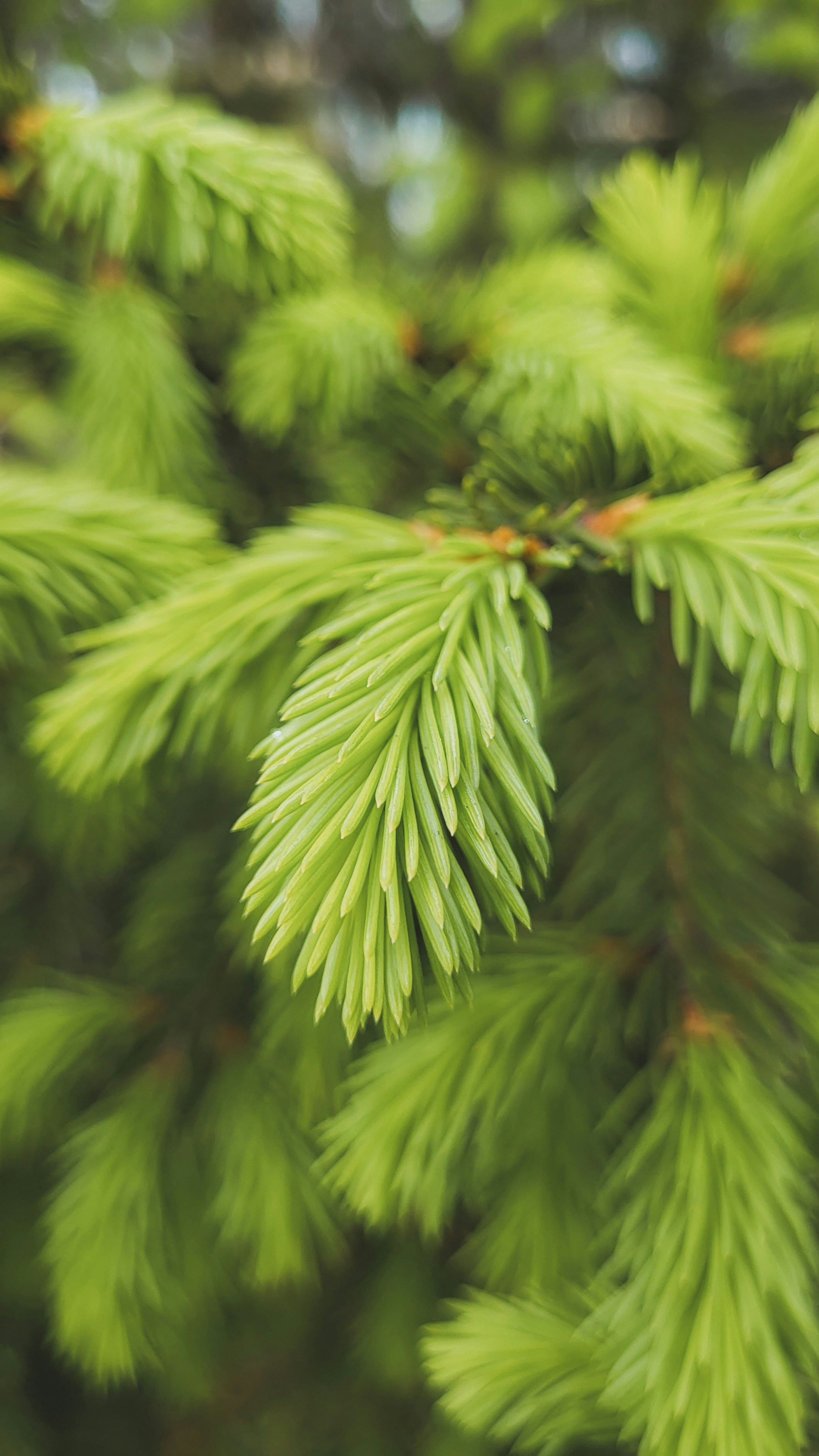 Close-up of vibrant green pine tree branches.