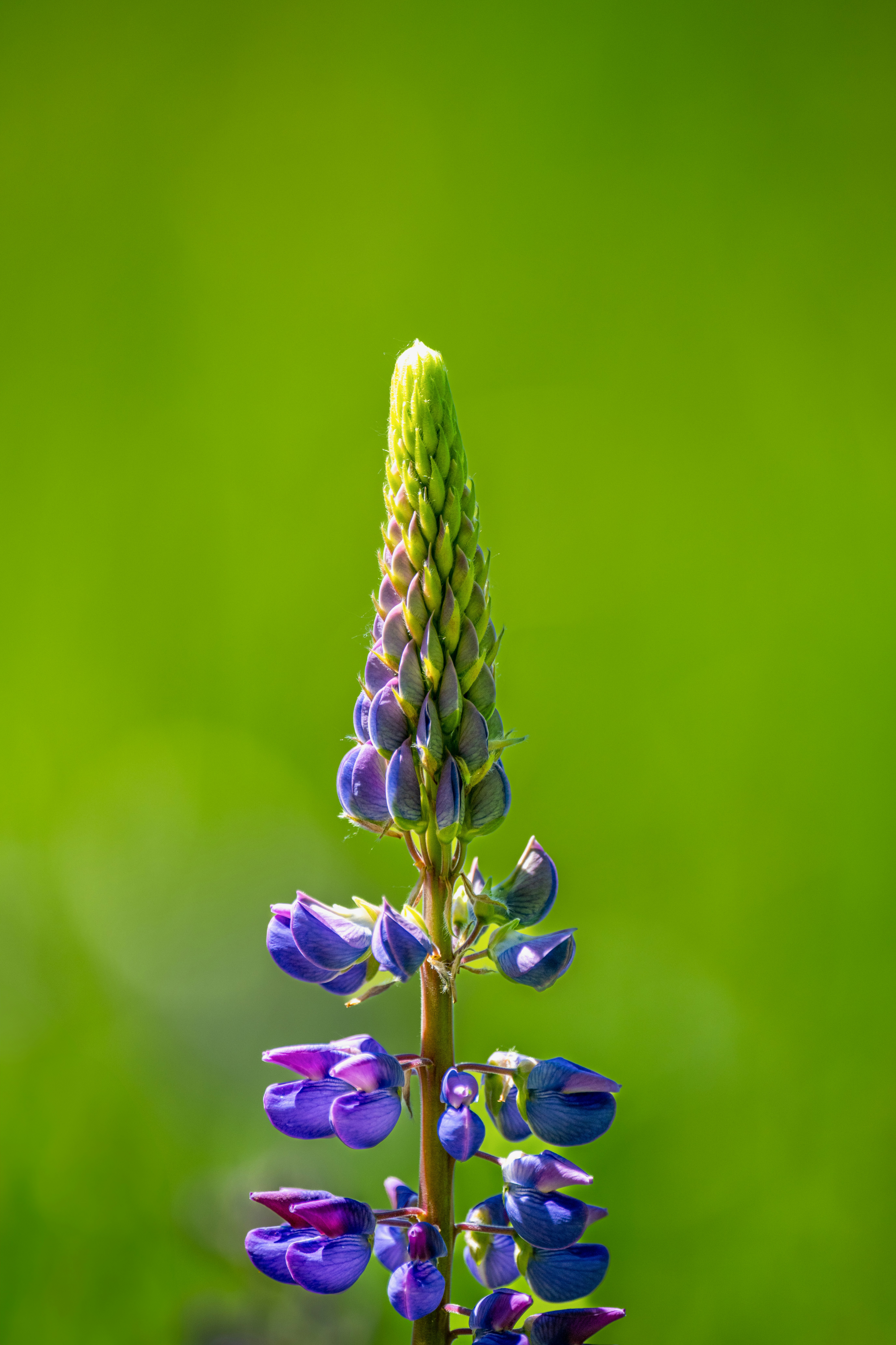 Photo by siegfriedpoepperl