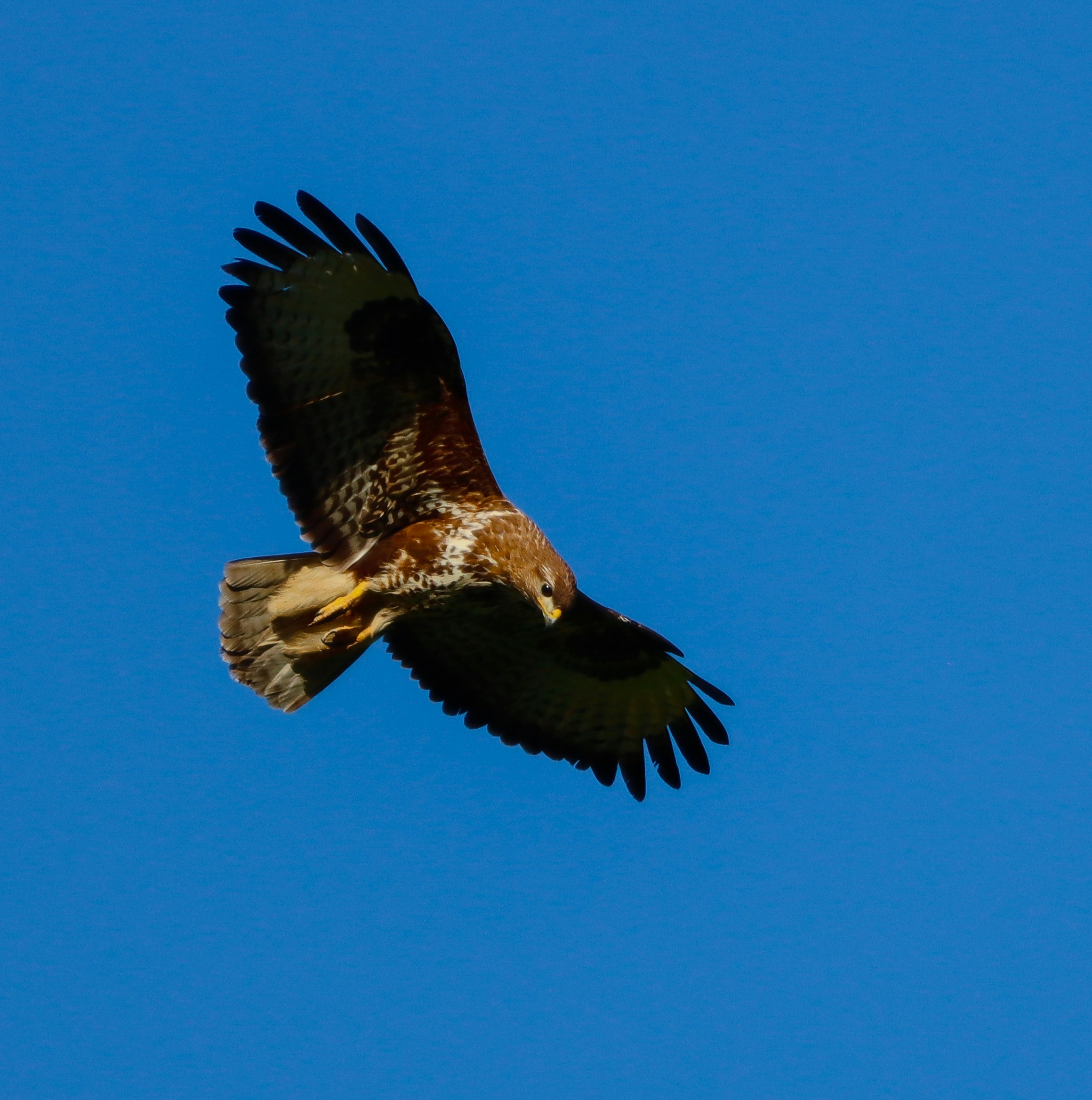 A hawk soars through the bright blue sky.