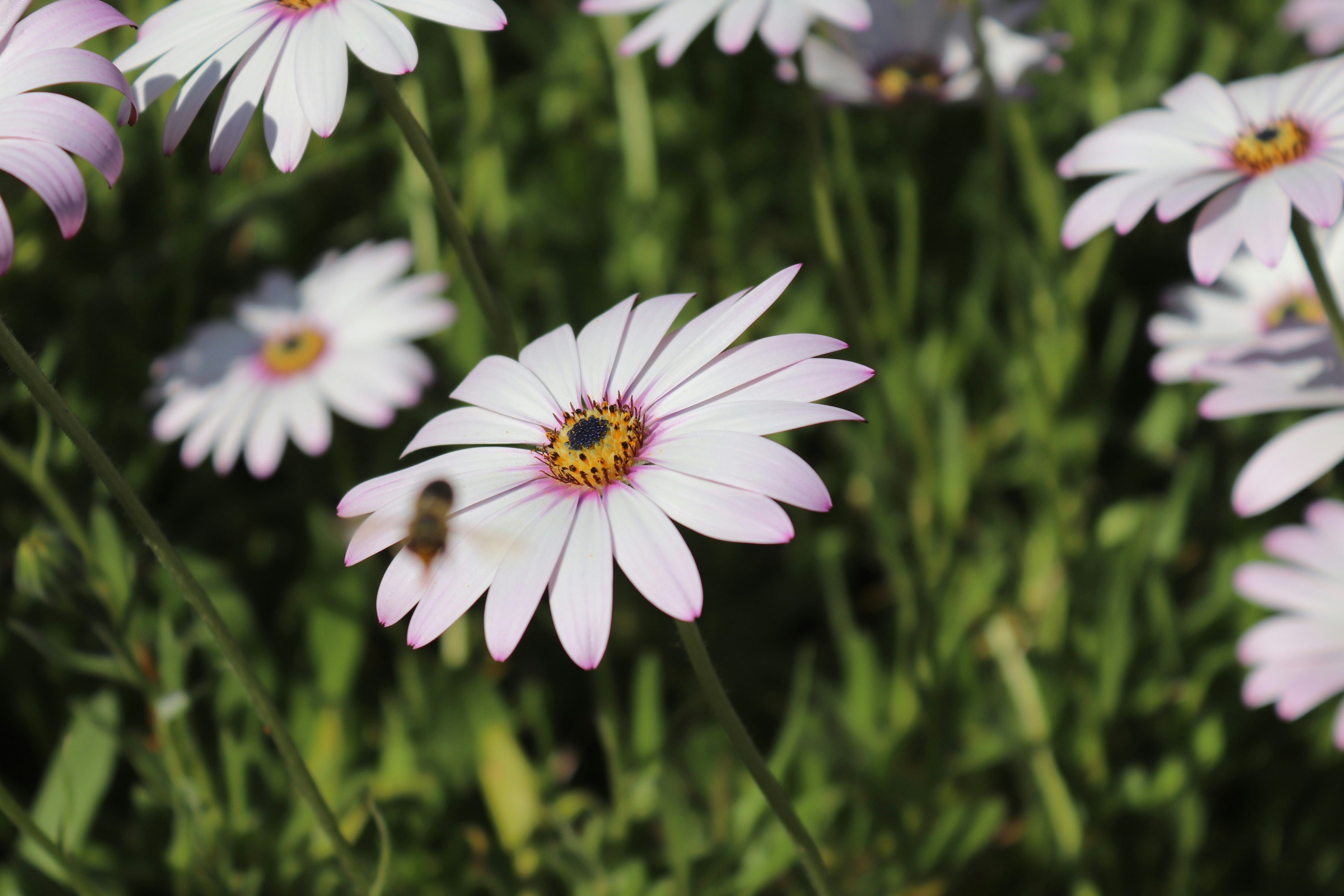 Photo by unsplash_112