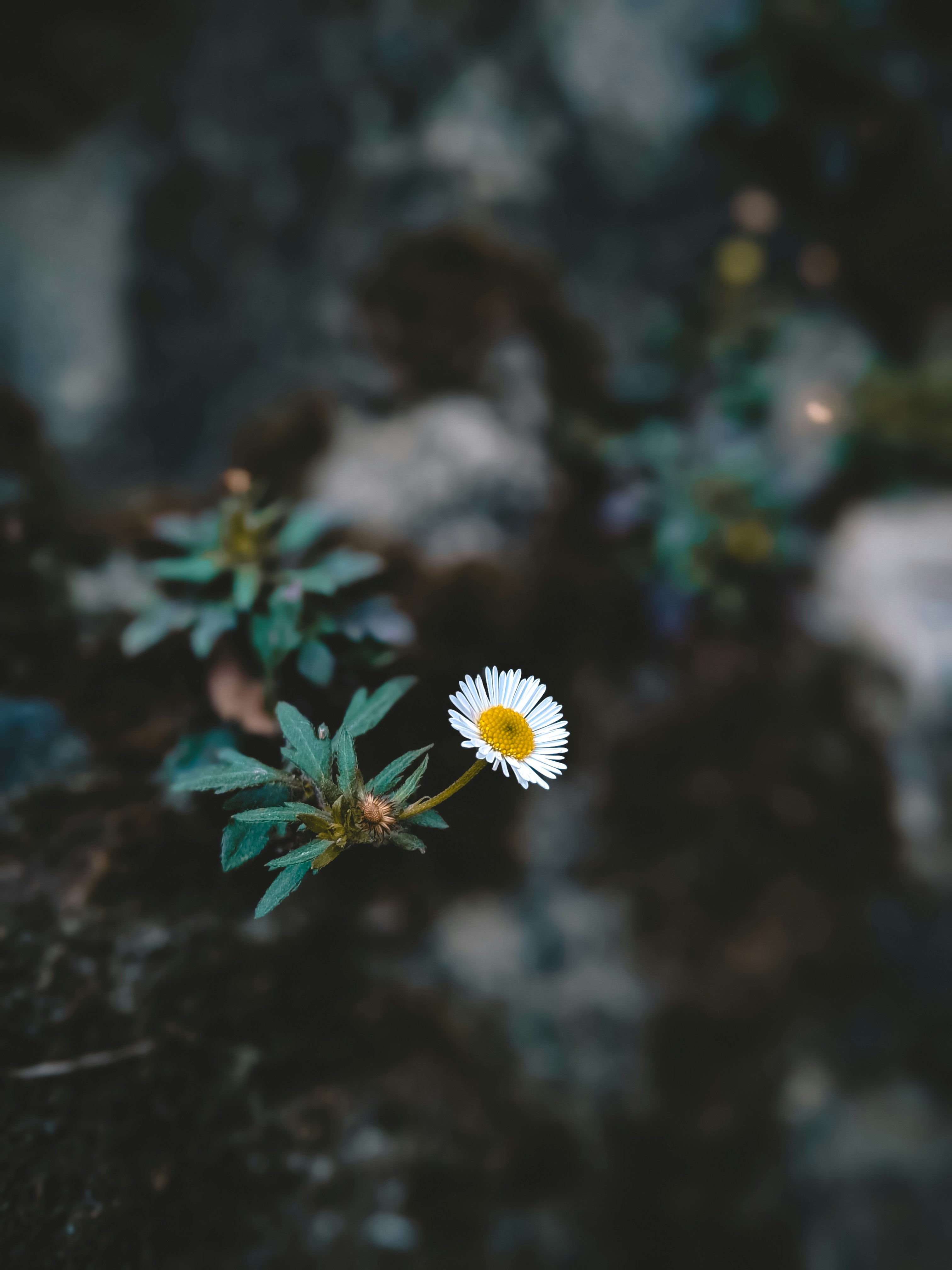 Photo by tshewe_rhakho