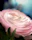 A delicate pink flower is in bloom