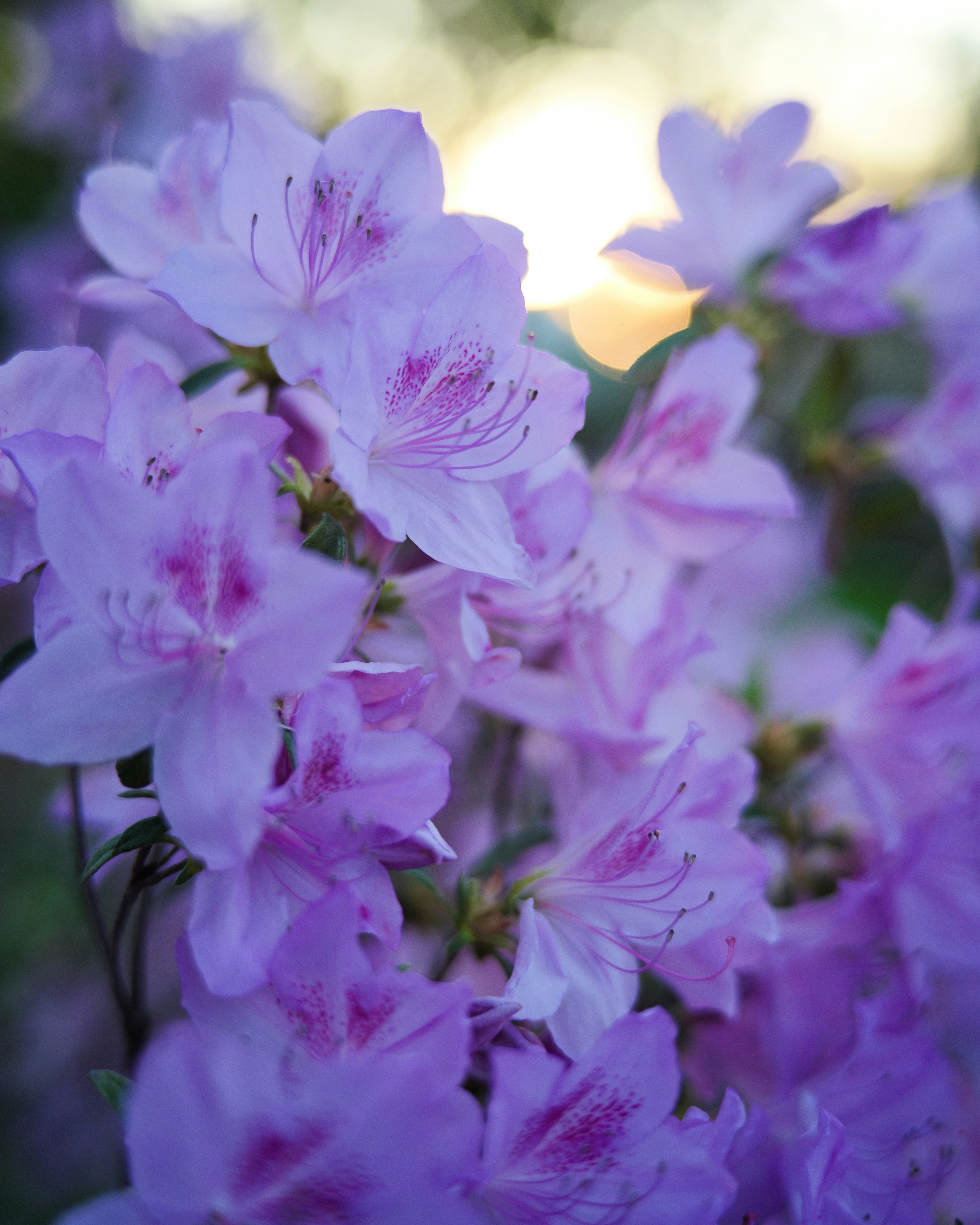 Photo by aaronburden