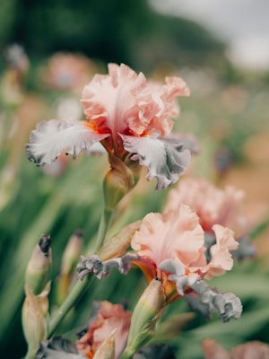 Colorful iris flowers blooming in spring garden