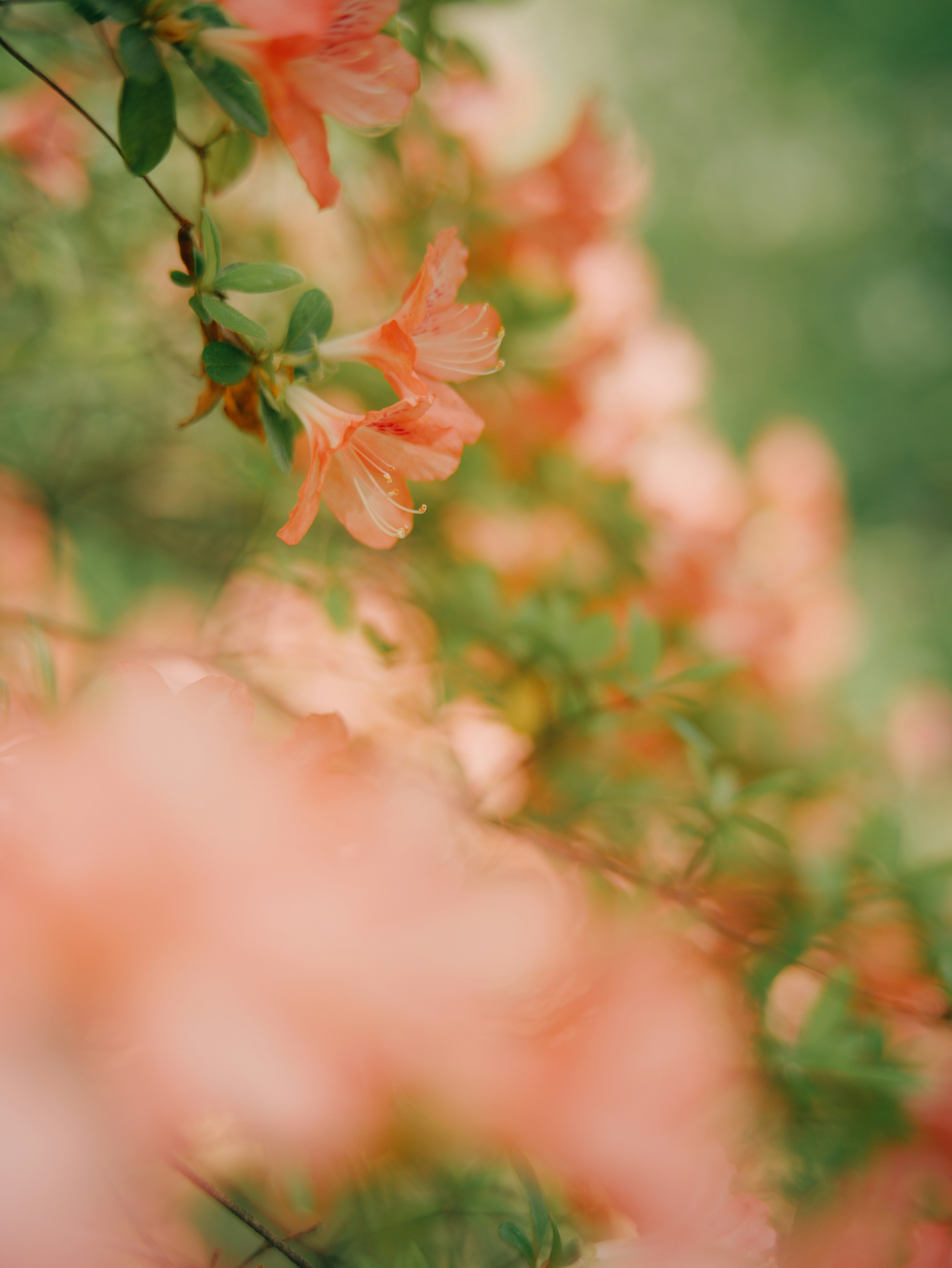 Delicate pink azalea blossoms in soft focus.