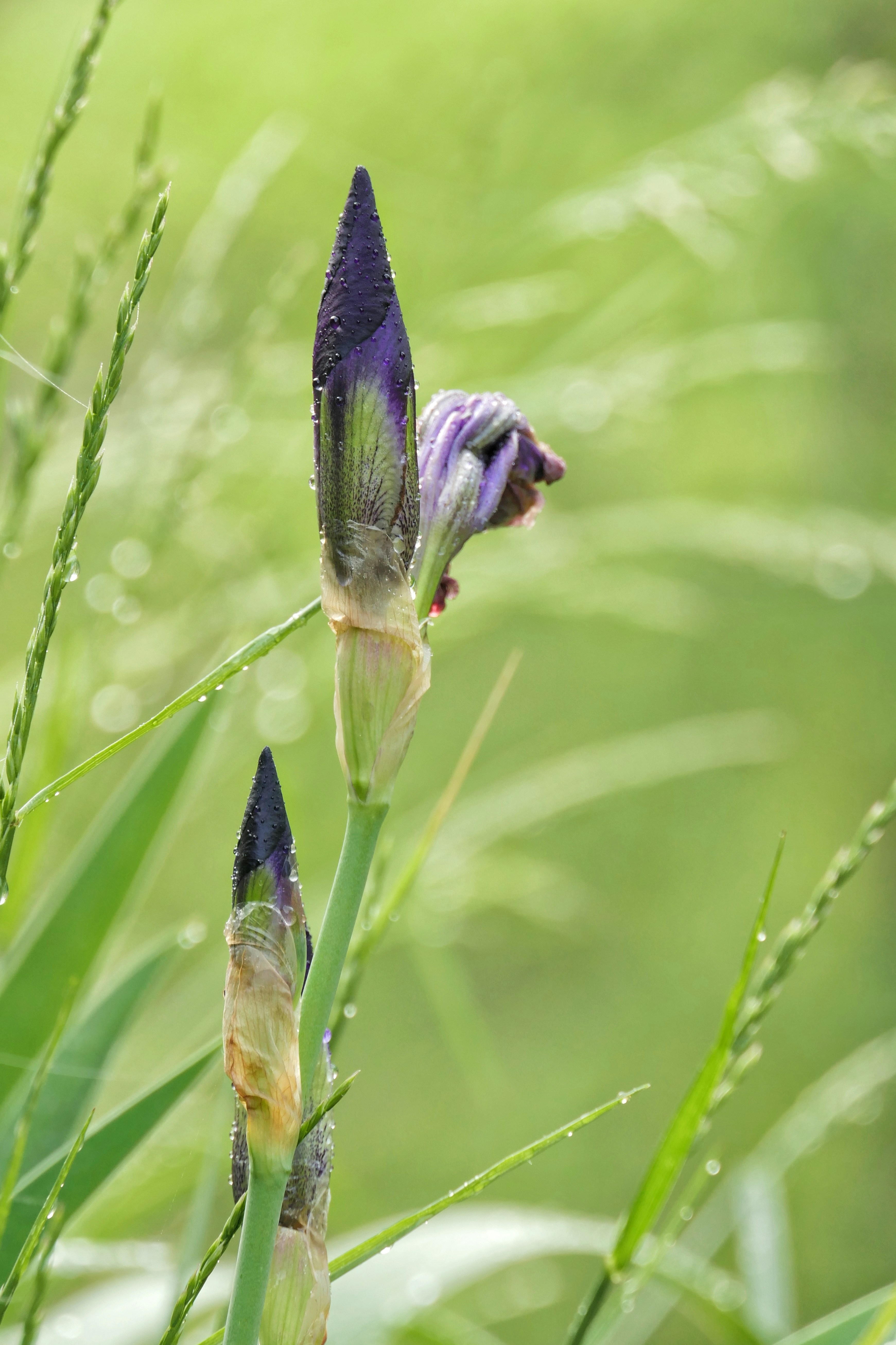 Purple iris buds emerge in lush green grass.