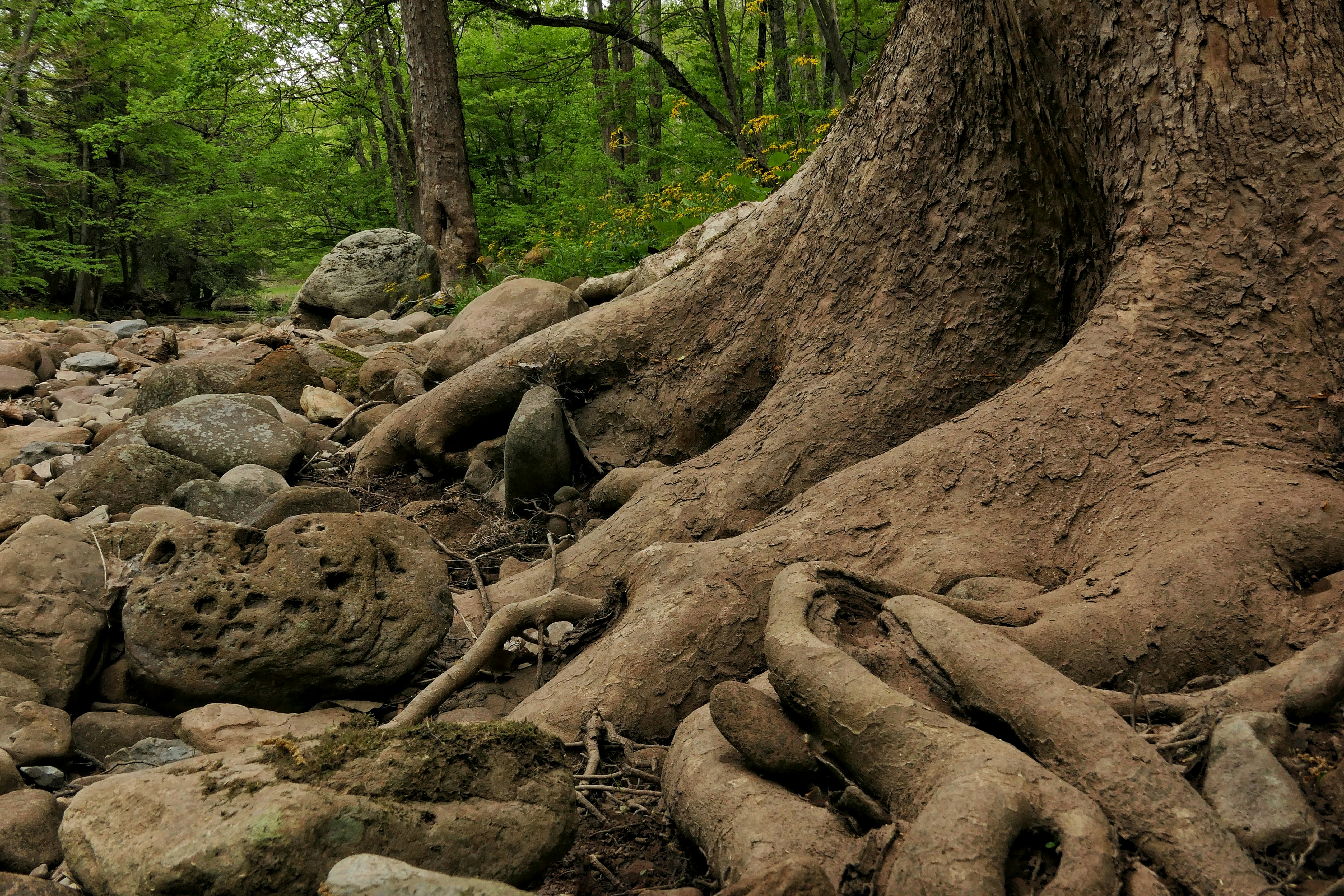 Tree roots and rocks near a wooded creek.