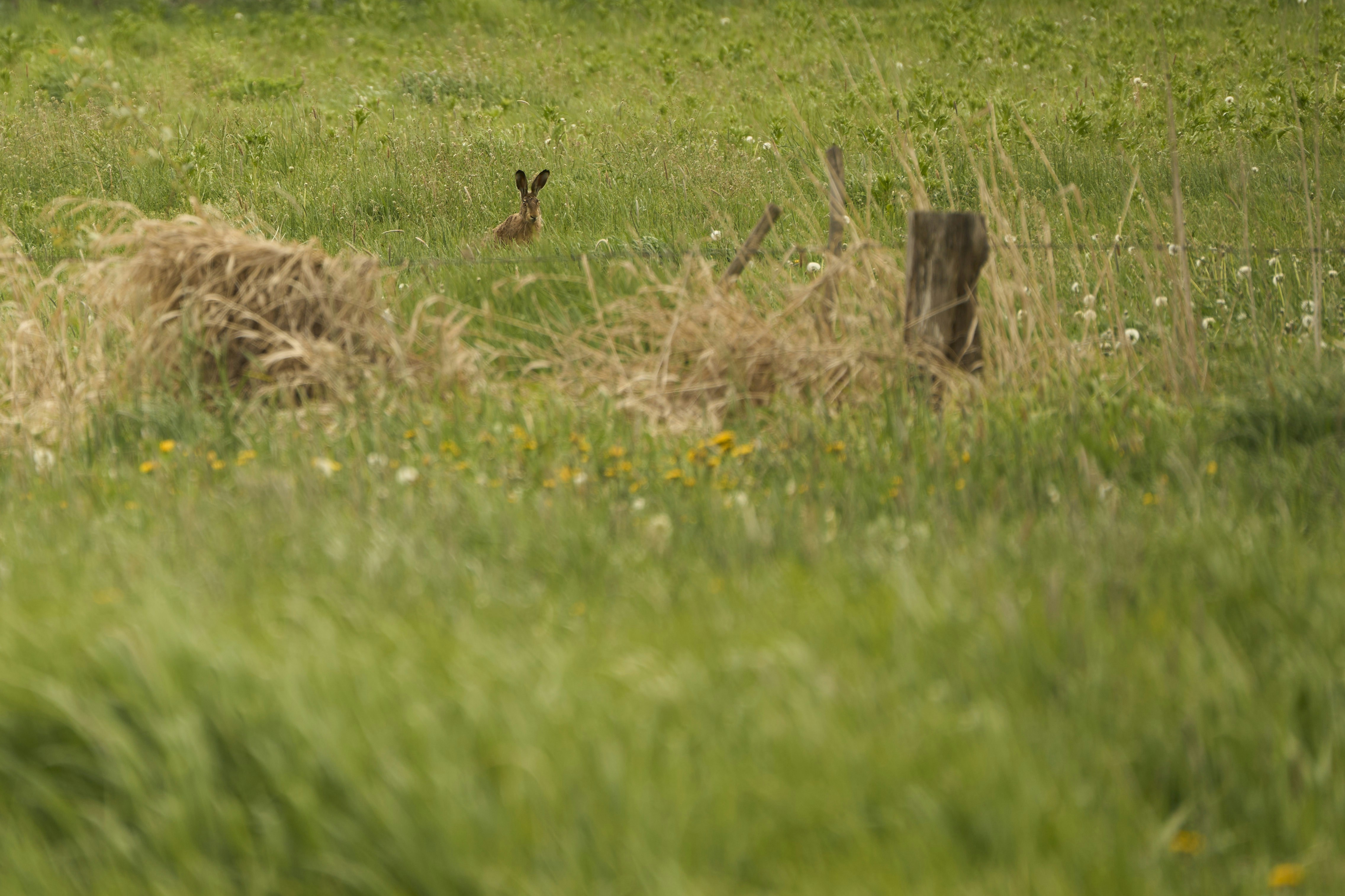 Photo by wolfgang_hasselmann