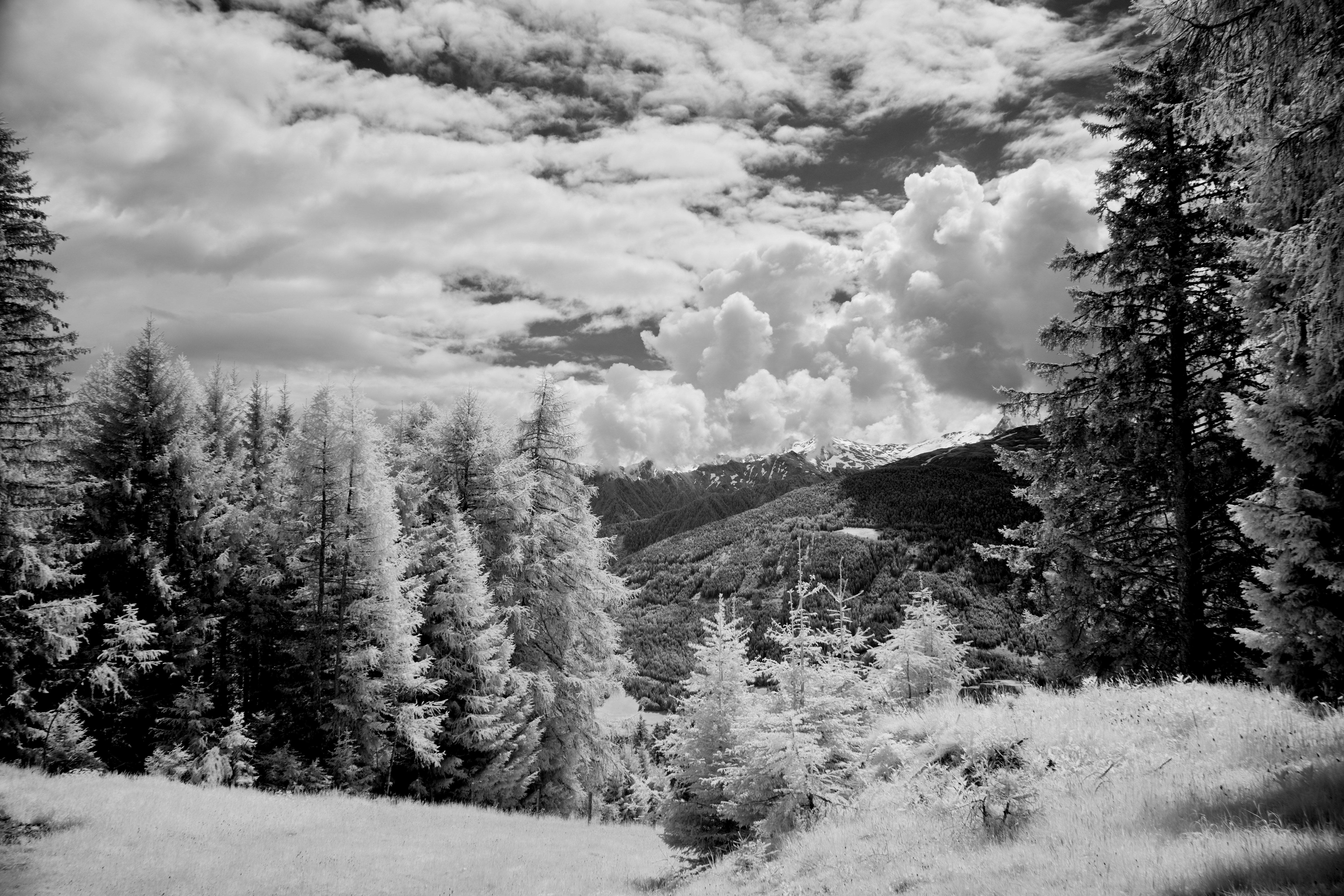 Photo by wolfgang_hasselmann