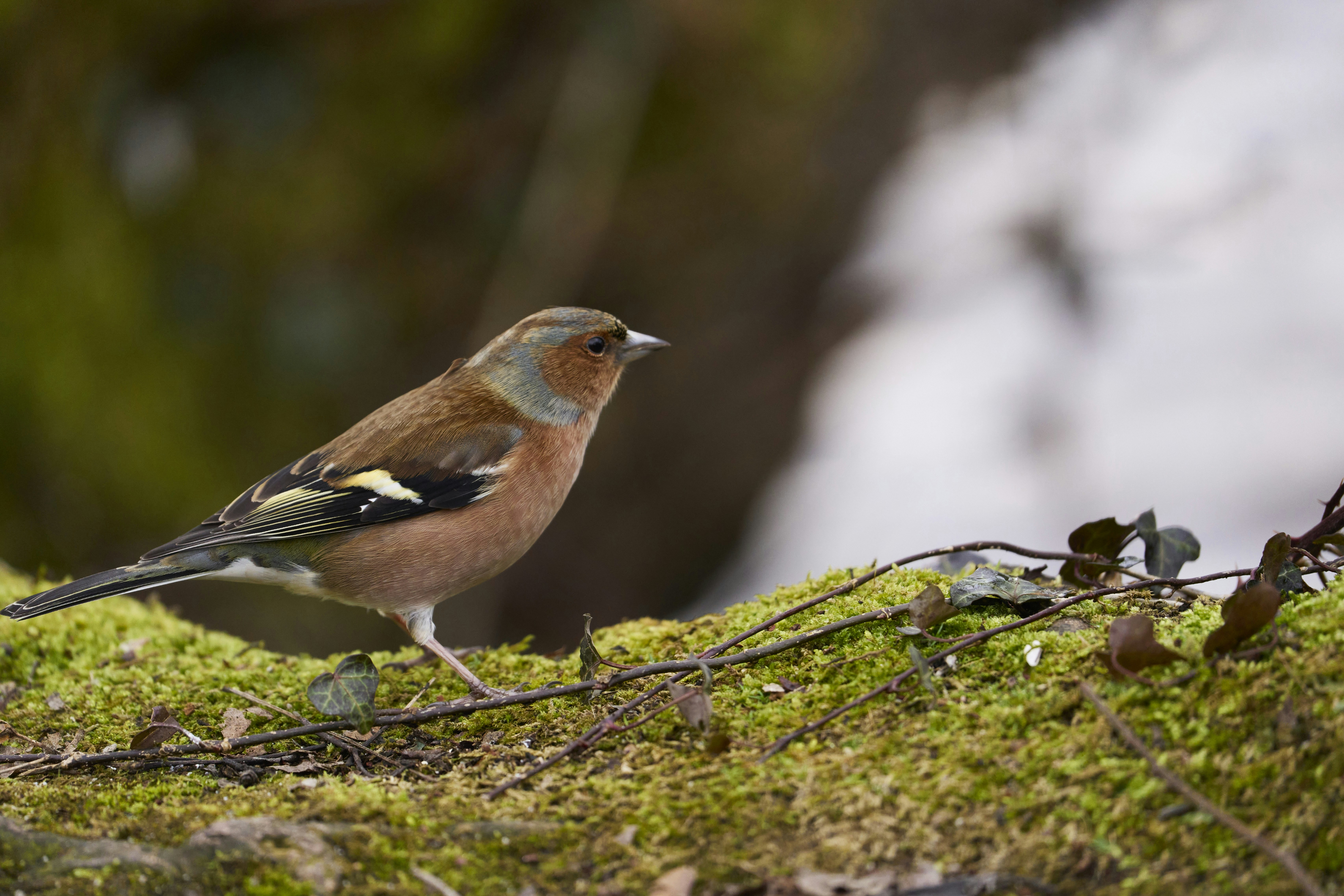 Photo by wolfgang_hasselmann