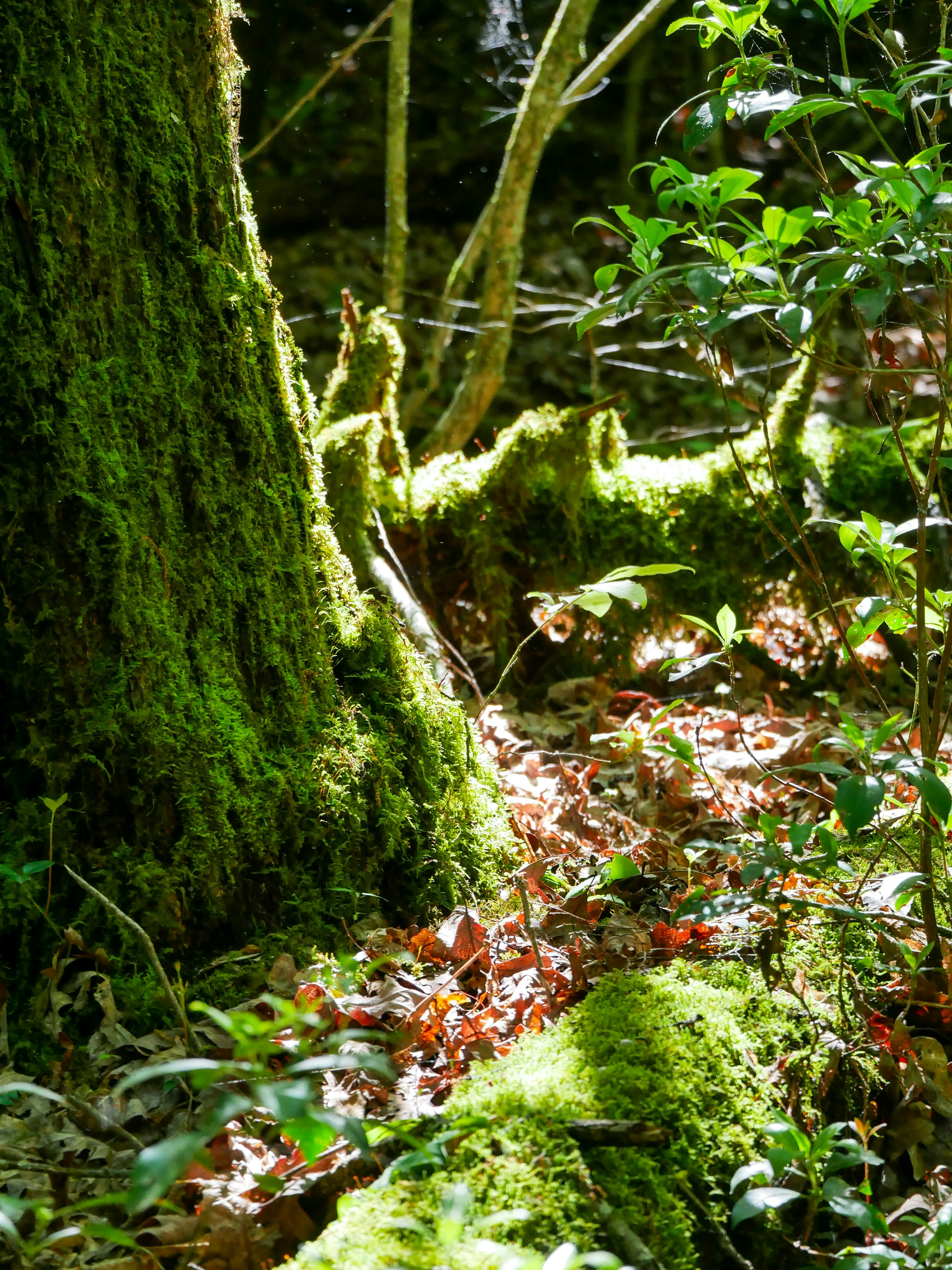 Mossy trees and forest floor bathed in sunlight.