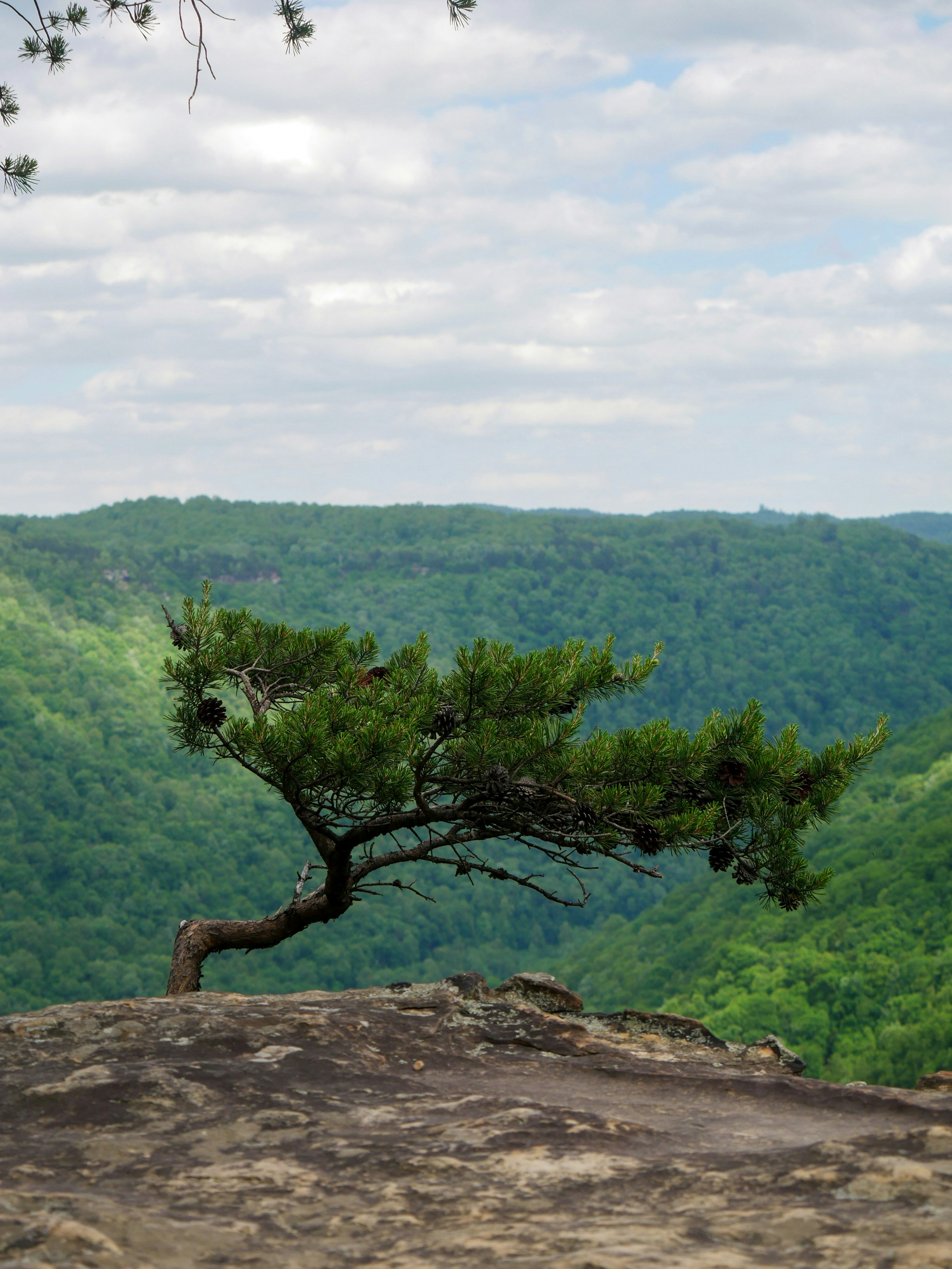 A lone tree overlooks a lush green landscape.