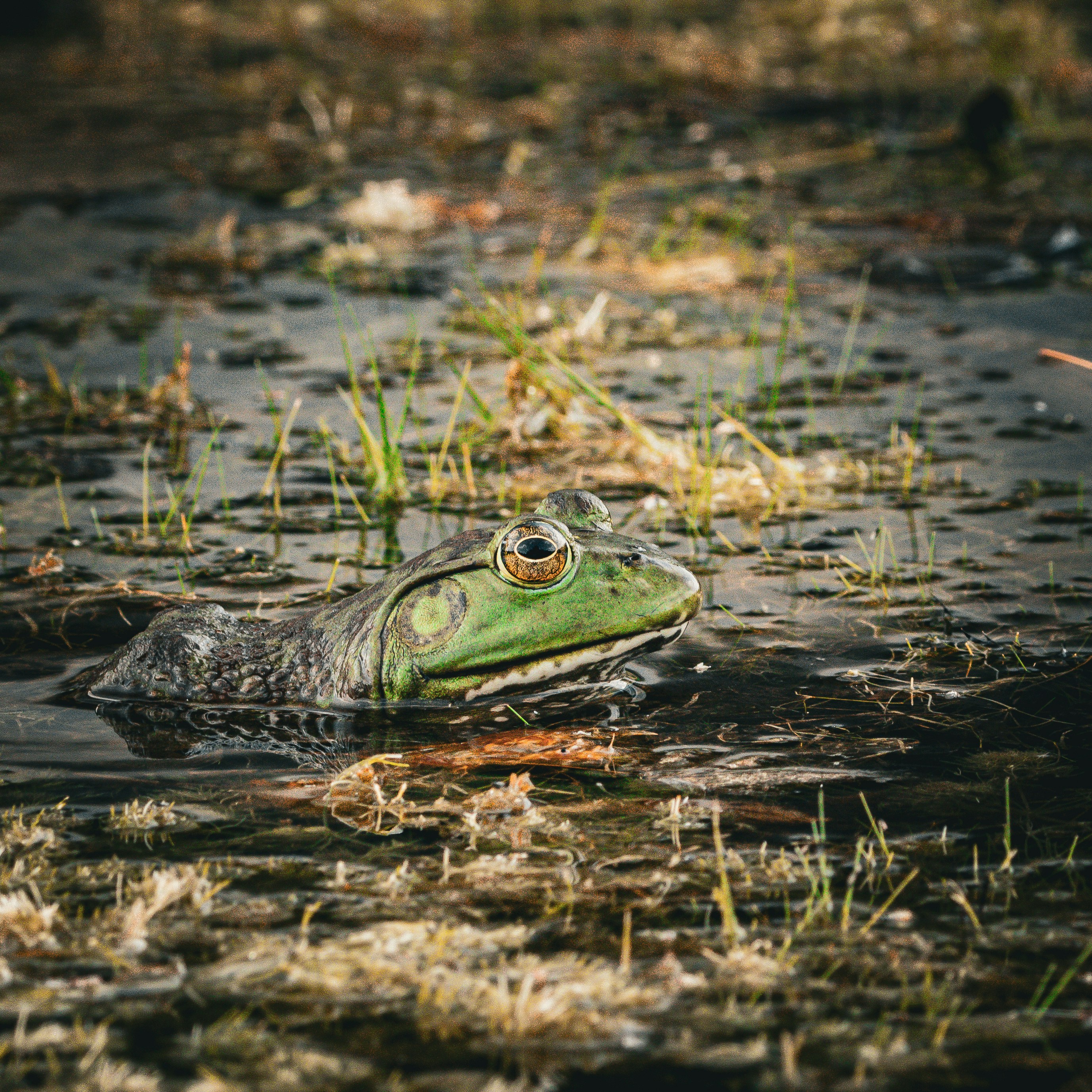 A frog swims in the murky, shallow water.