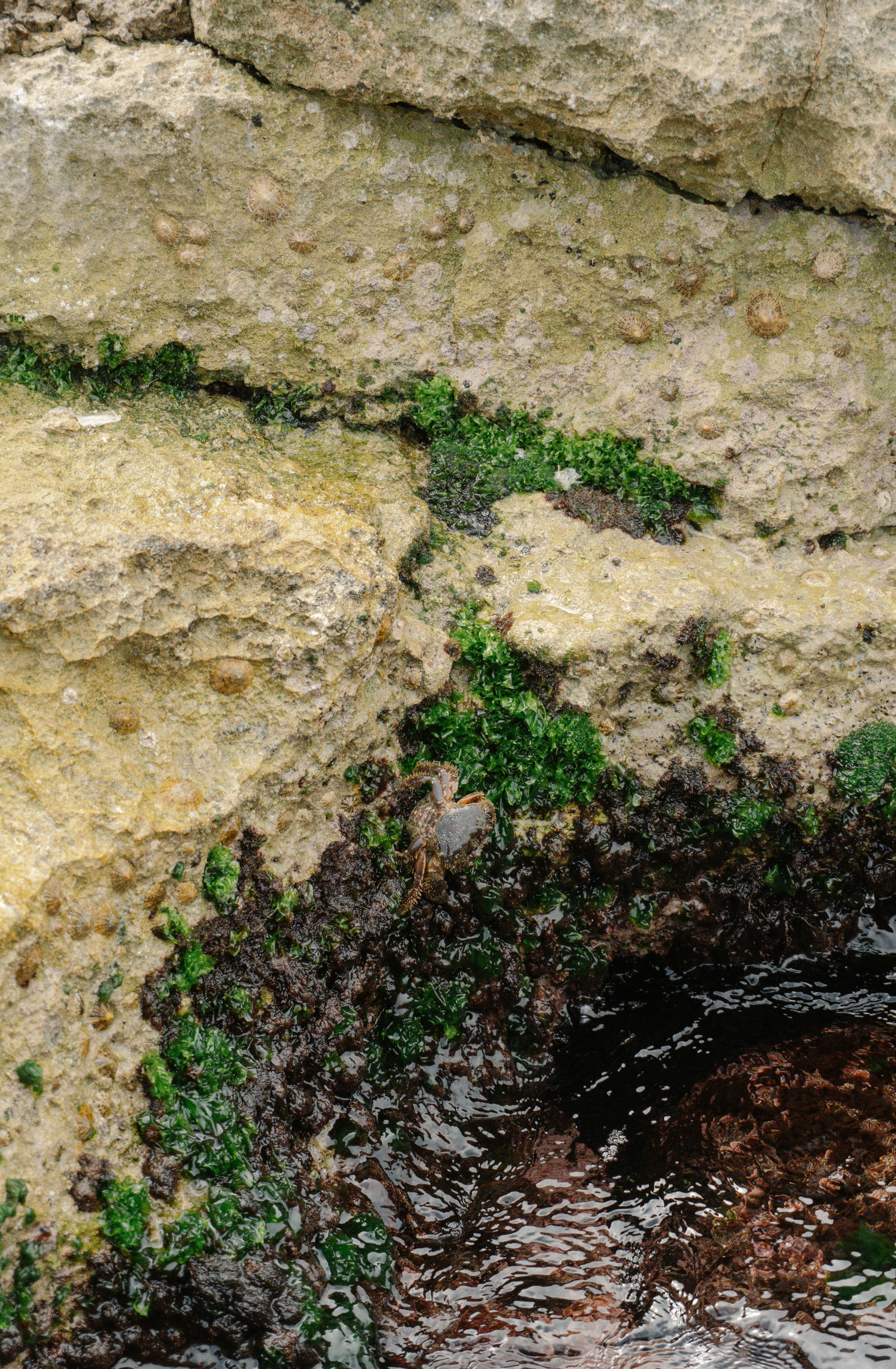 Photo by raymondpetrik