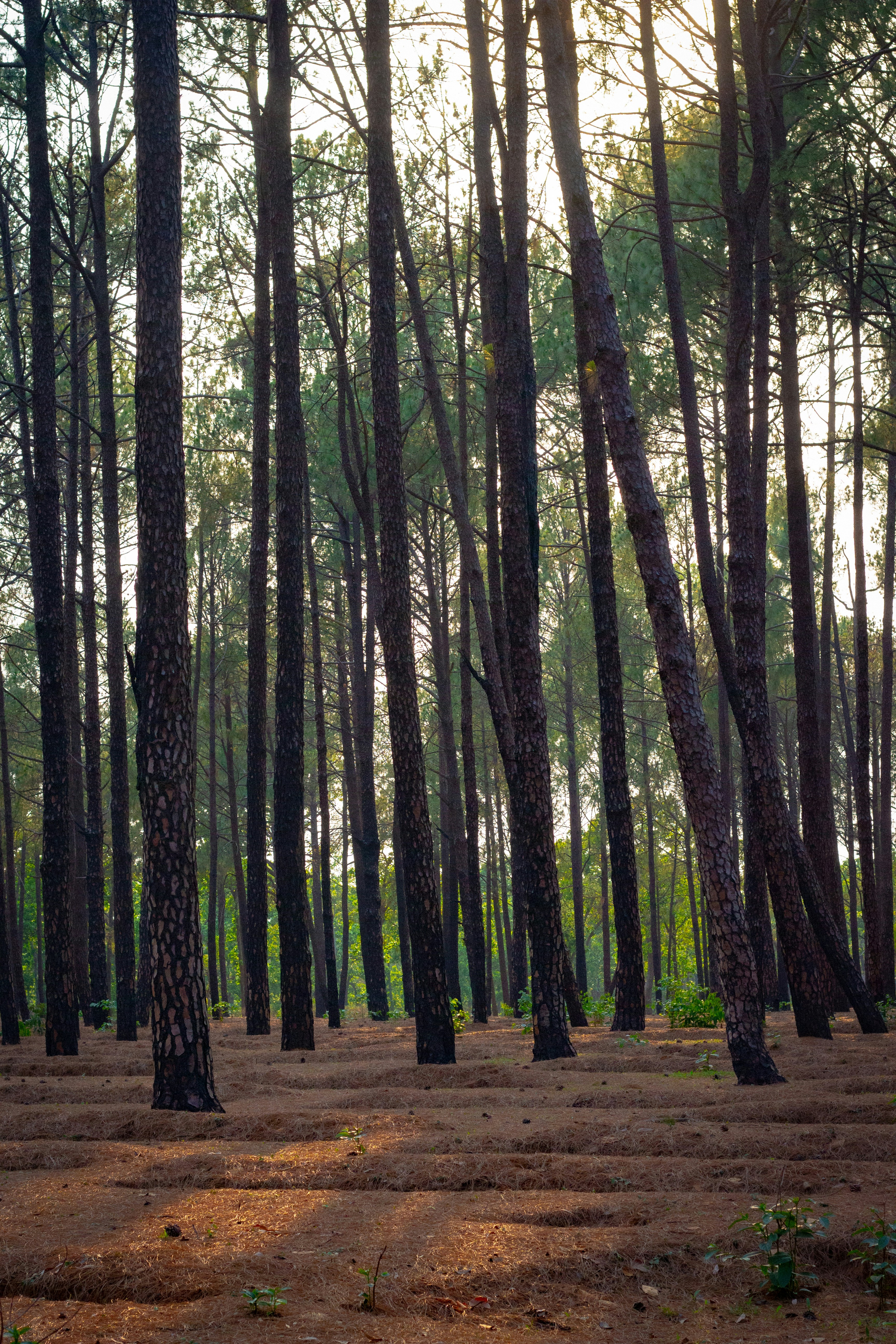 De grands arbres se dressent dans une forêt sereine.