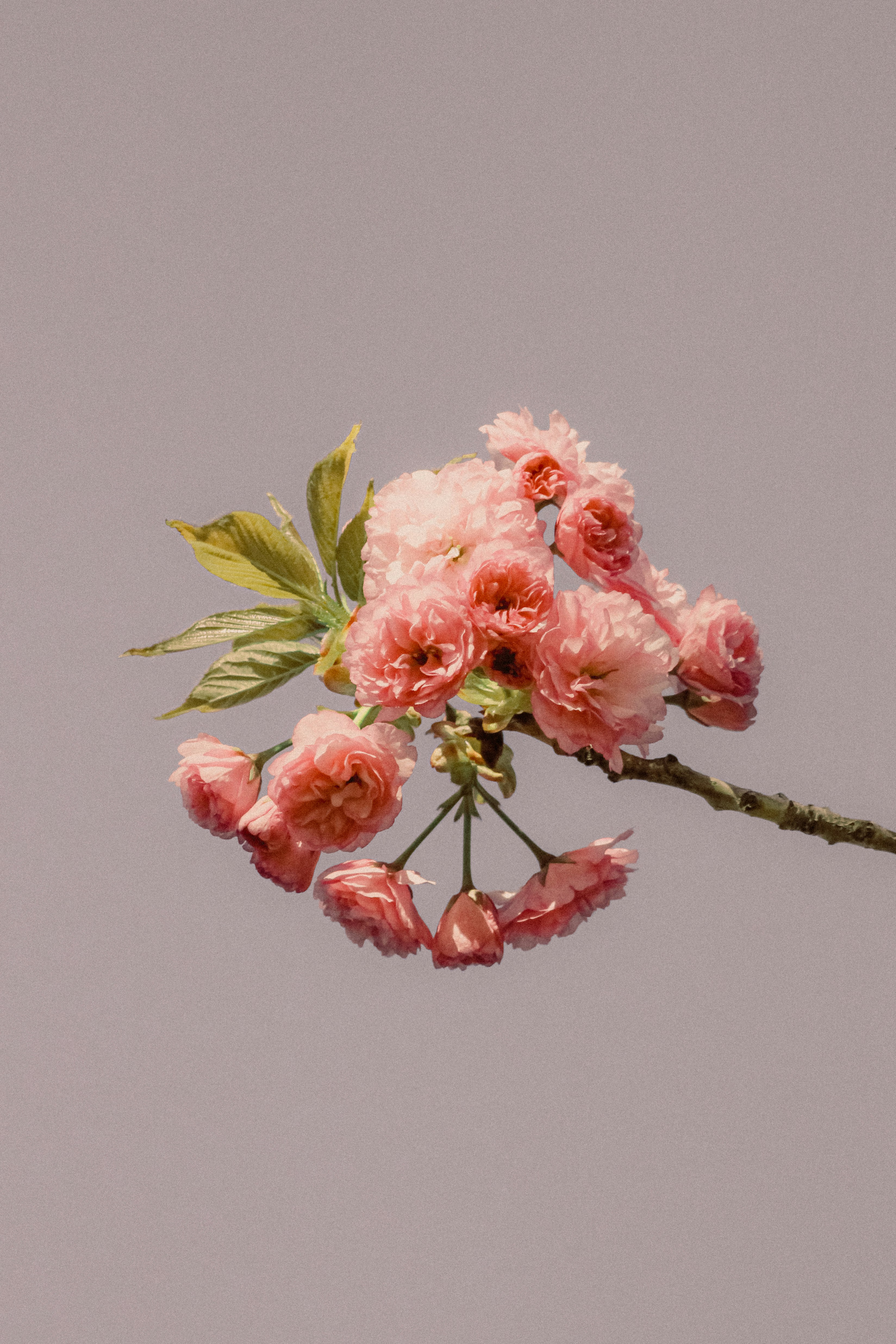 Photo by linusbelanger